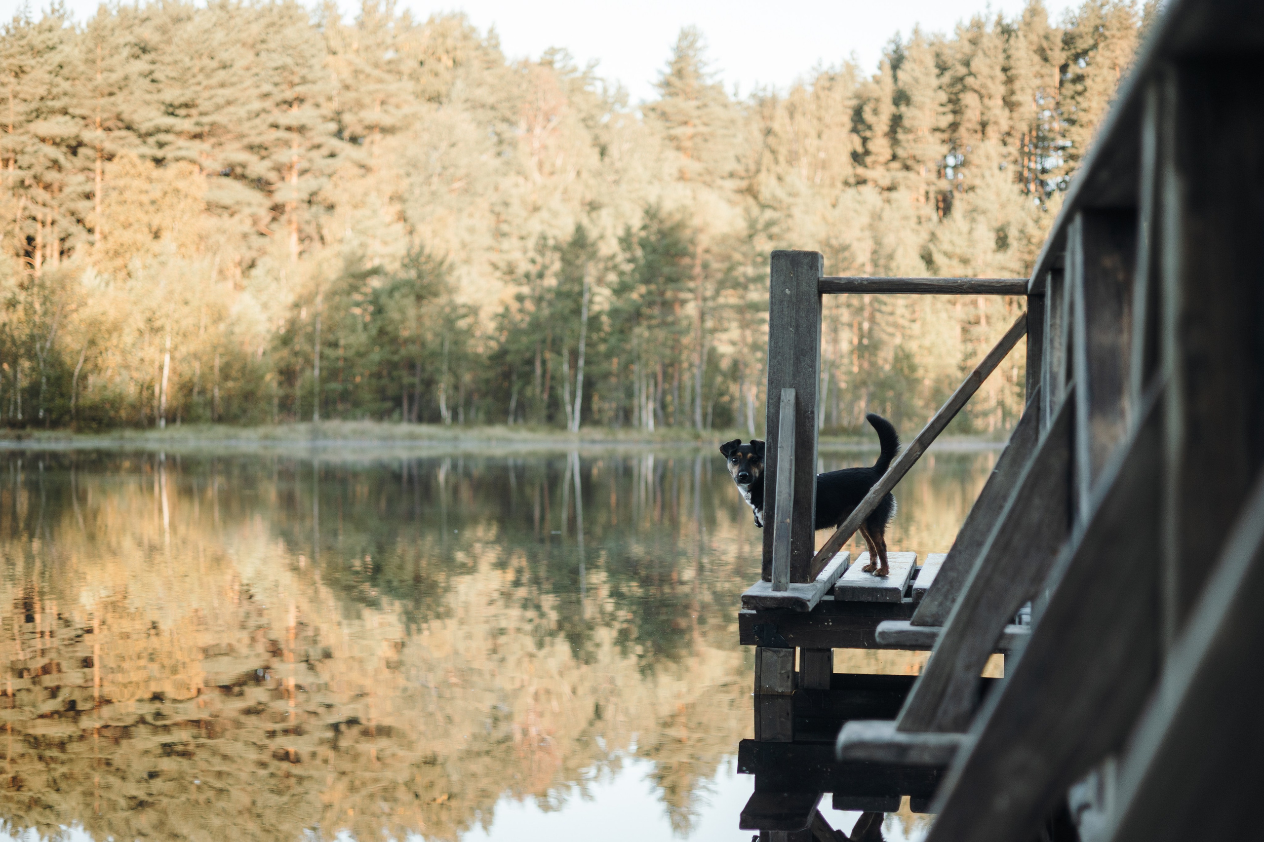Ольга и Рекс. Фотограф — Анималист | Санкт-Петербург