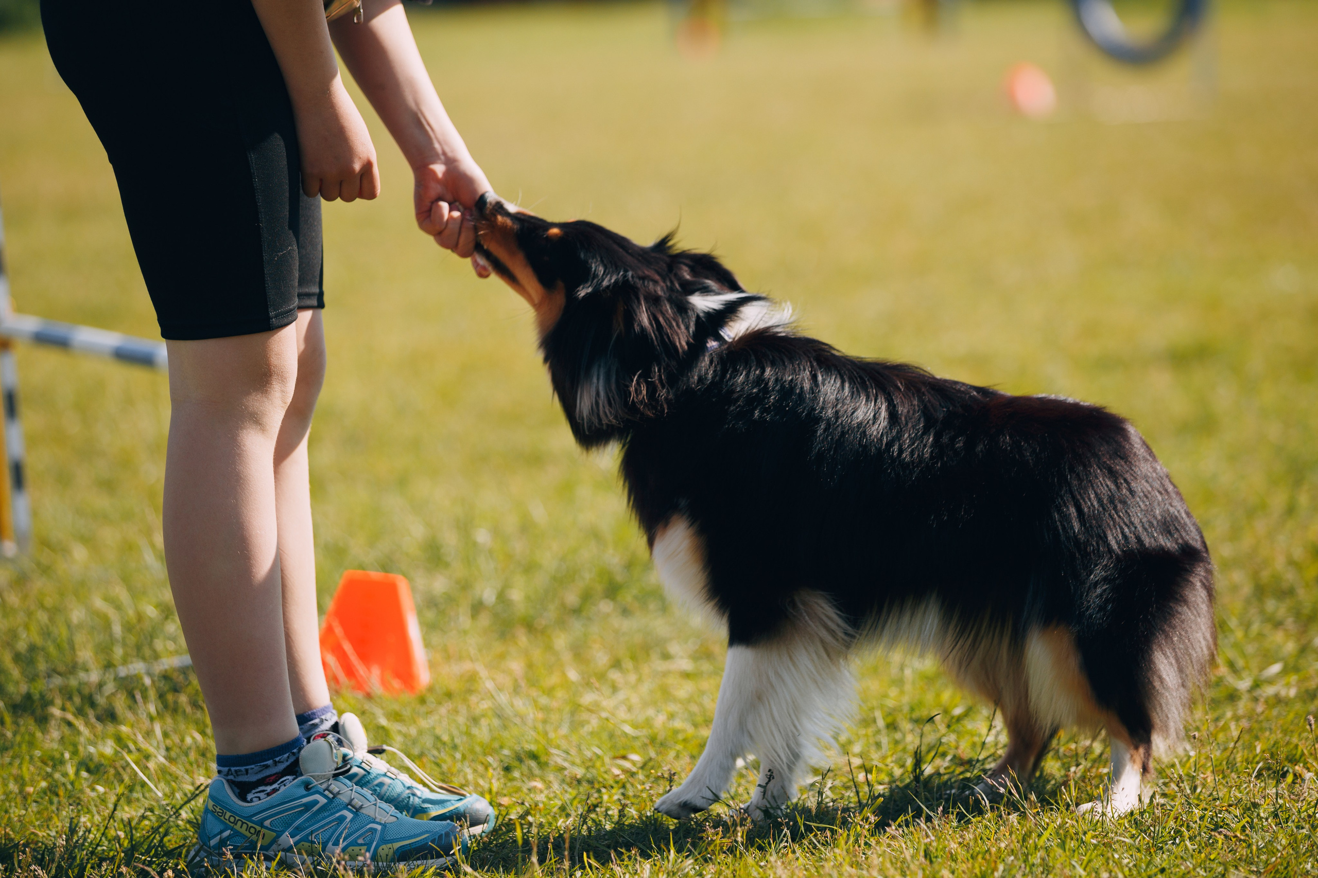 Кинологический лагерь в Горыныче. Фотограф анималист Кристина Карпова, Москва