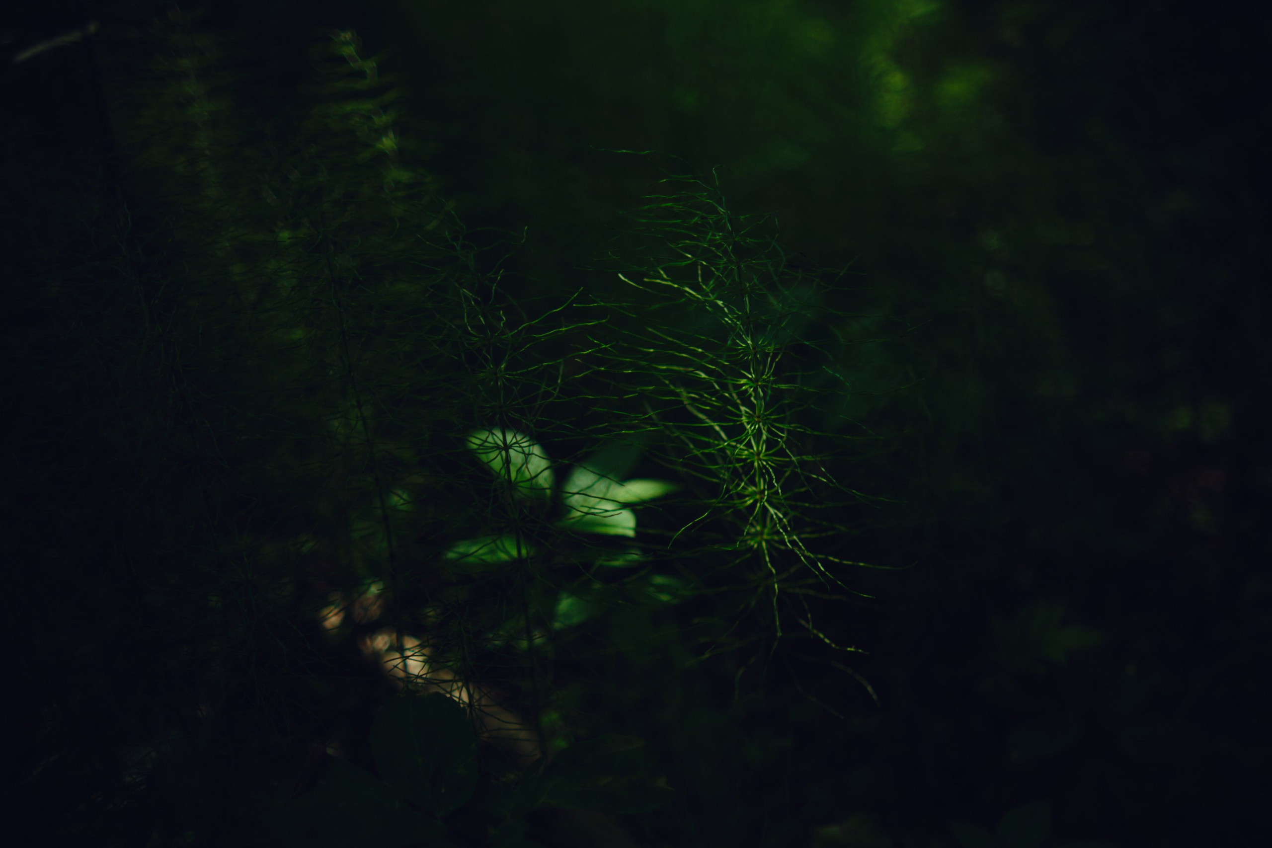 Русский север: путешествие по Карелии, Архангельской и Вологодской областям