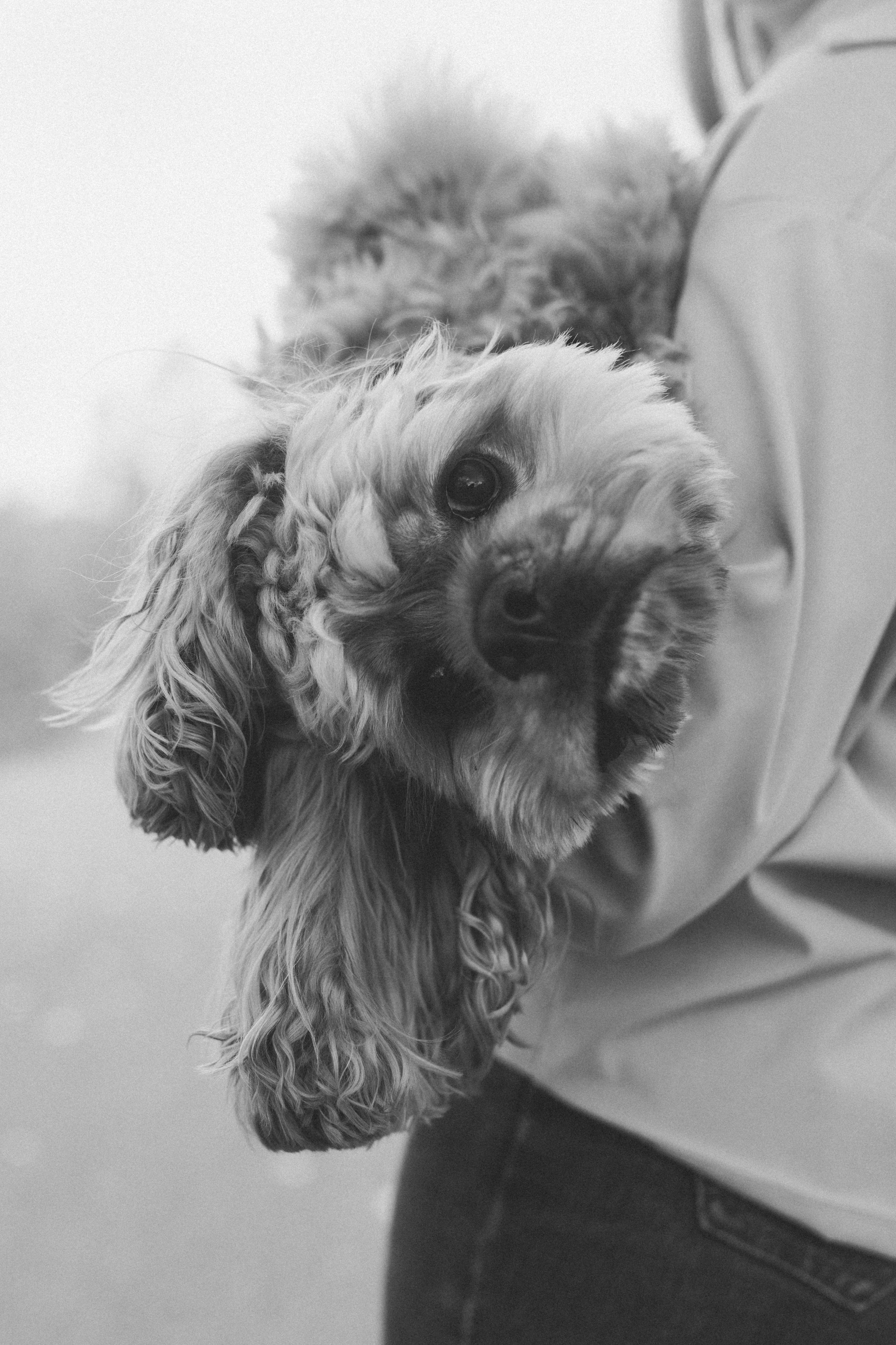 Саша Леся и Чипс. Свадебный фотограф Казань