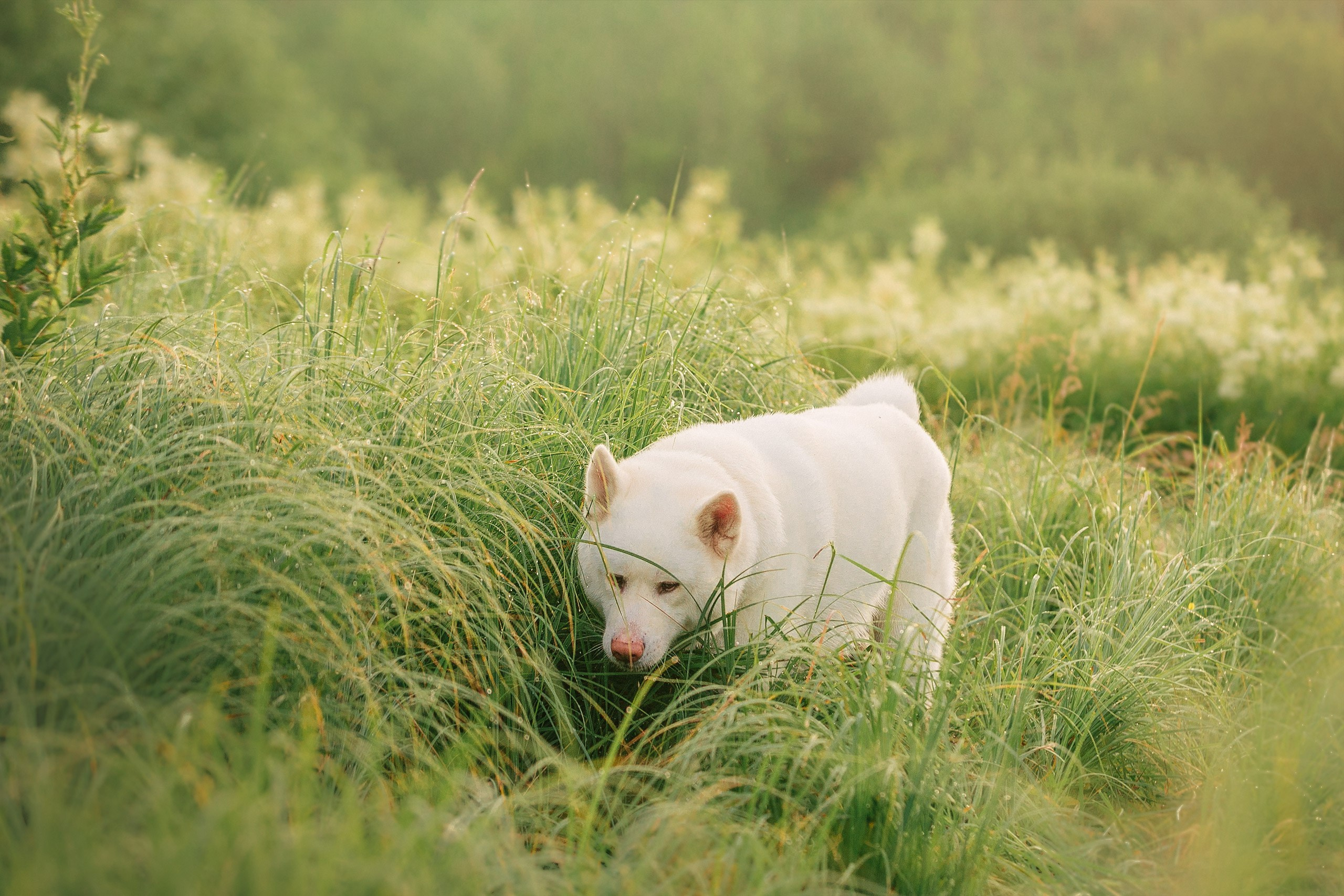 Таня и команда на рассвете. Фотограф анималист Кузнецова Анна Нижний Новгород