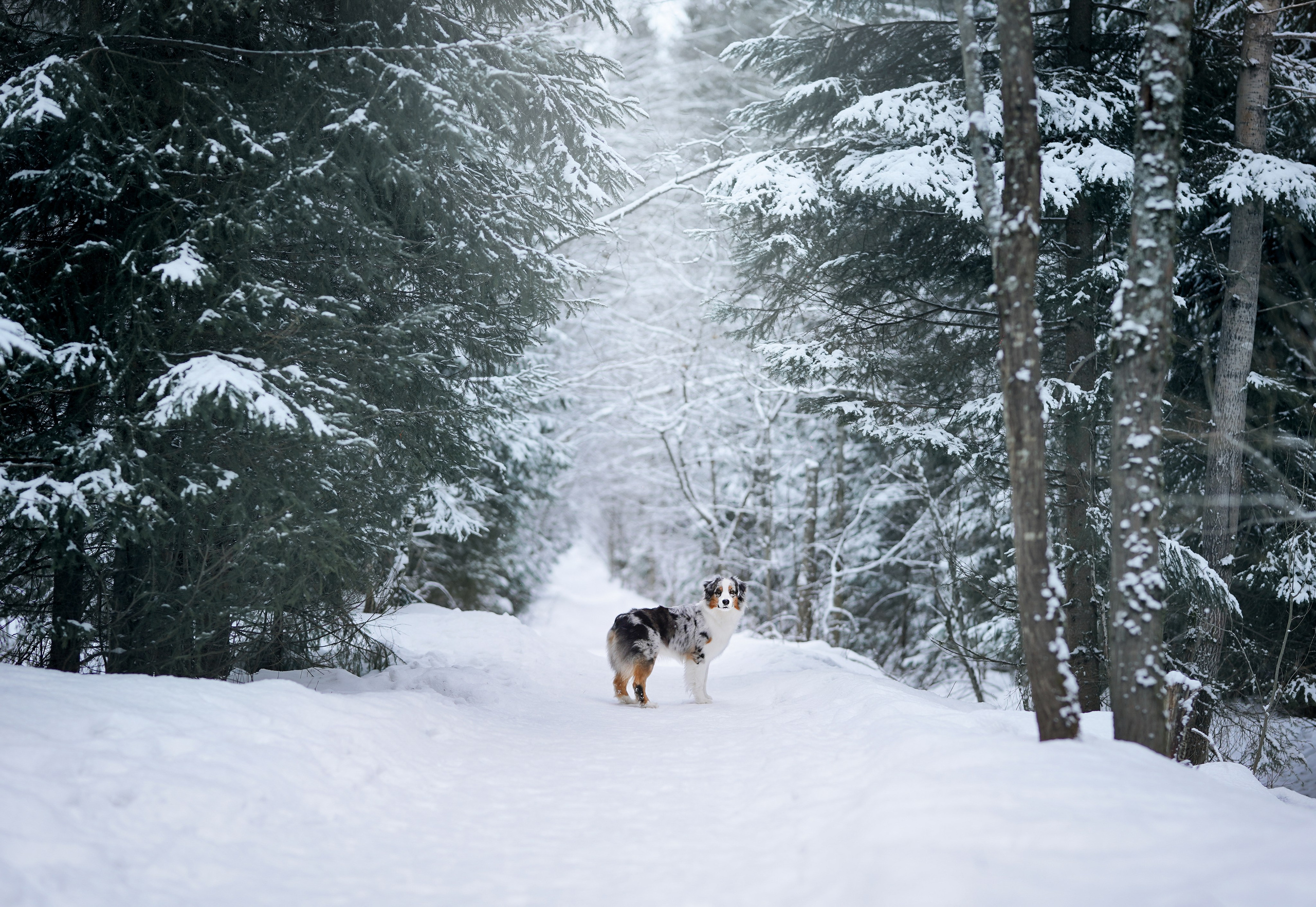 Ирина и Кайса. Фотограф-анималист в Санкт-Петербурге Яна Мартынова