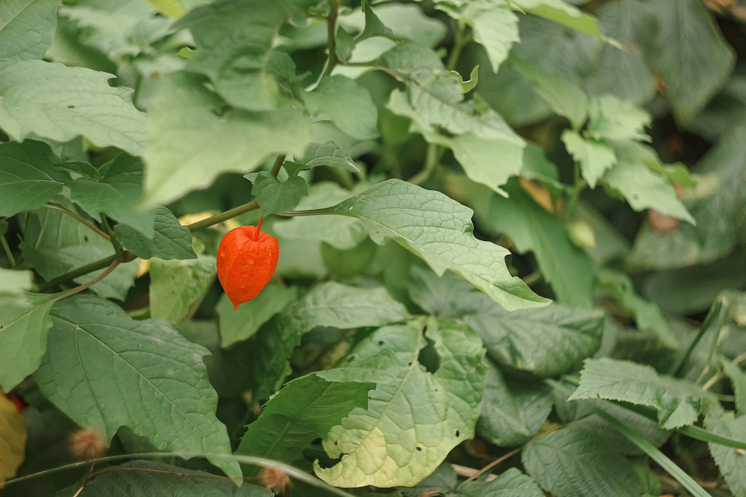 Наш Дом — Земля. Аmat Victoria Сuram