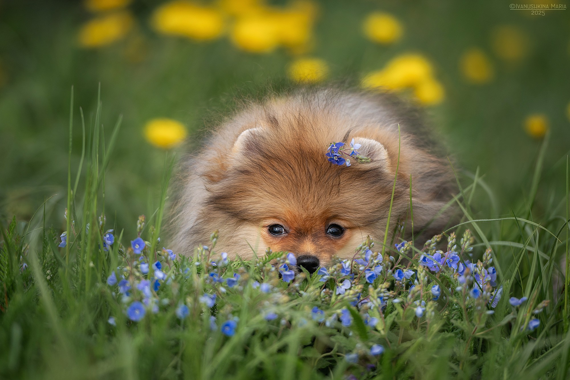 Фотосессия щенков на продажу. Фотограф собак в Москве и Московской области Иванушкина Мария