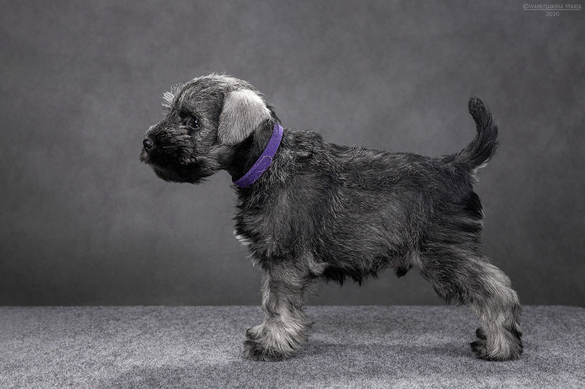 Экстерьерная фотосессия собаки. Фотограф собак в Москве и Московской области Иванушкина Мария