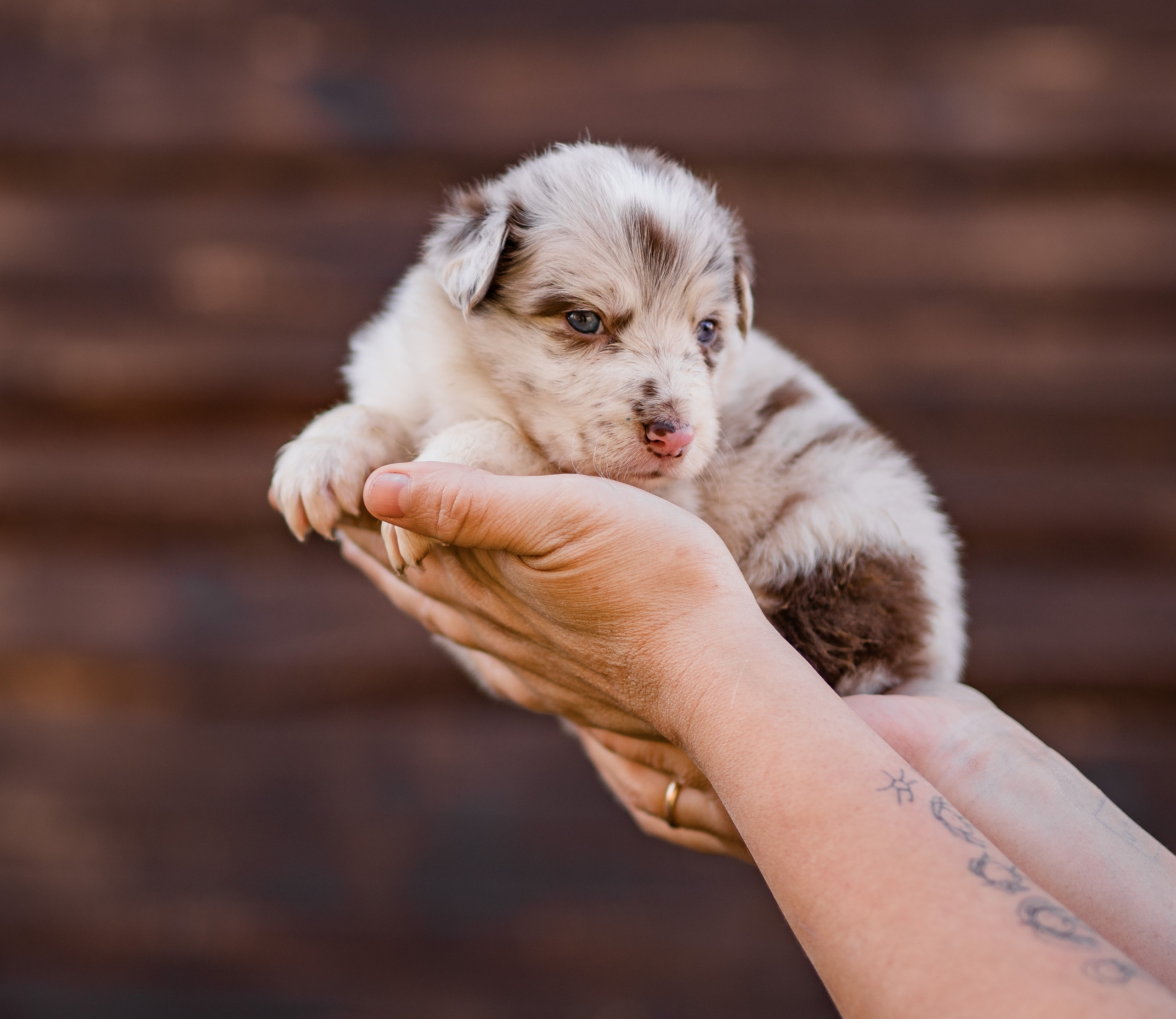 Фритсвит. Семейный фотограф Ефремова Виктория