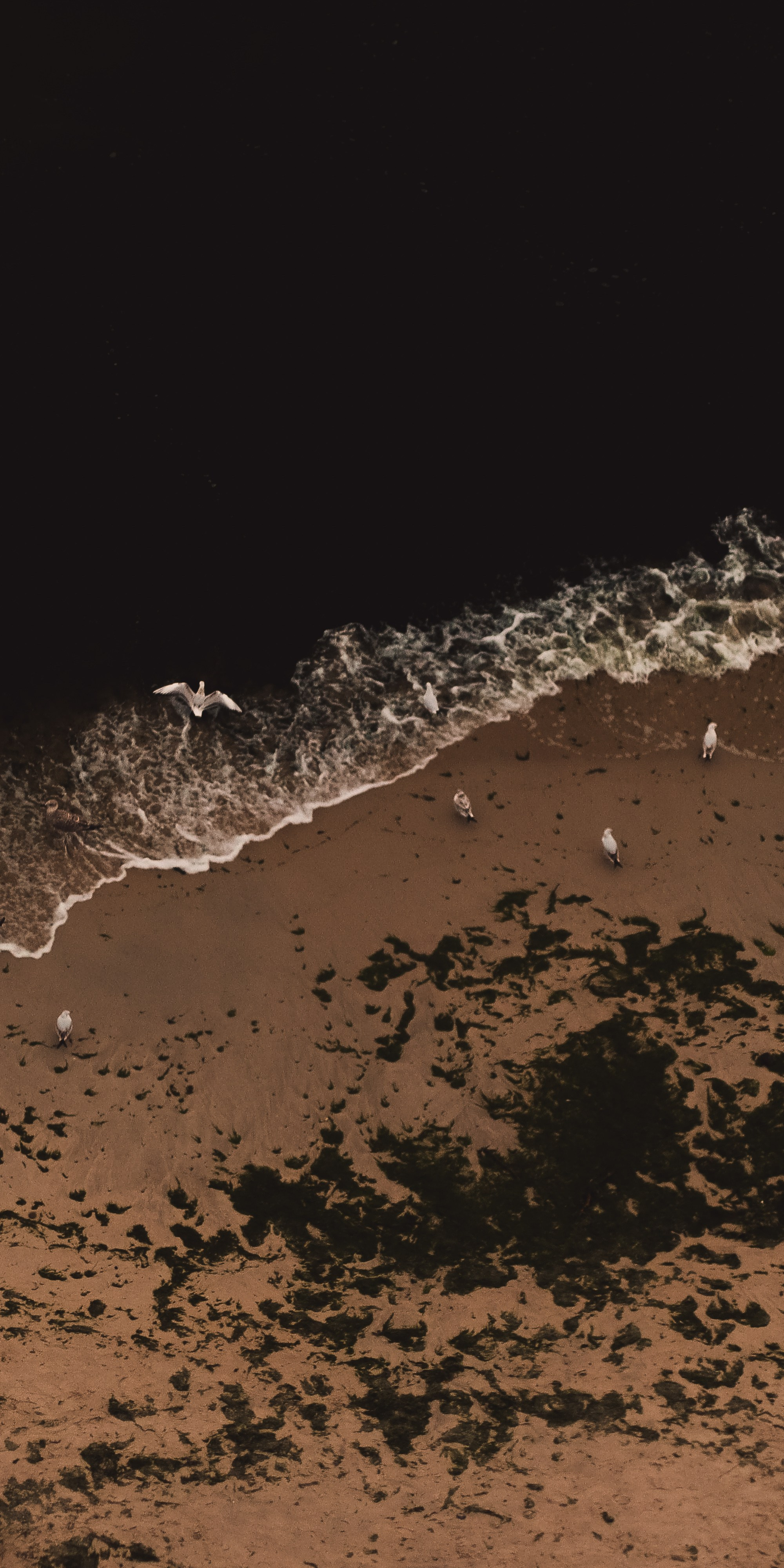 Ф О Н О В Ы Е. — Digital Noise —