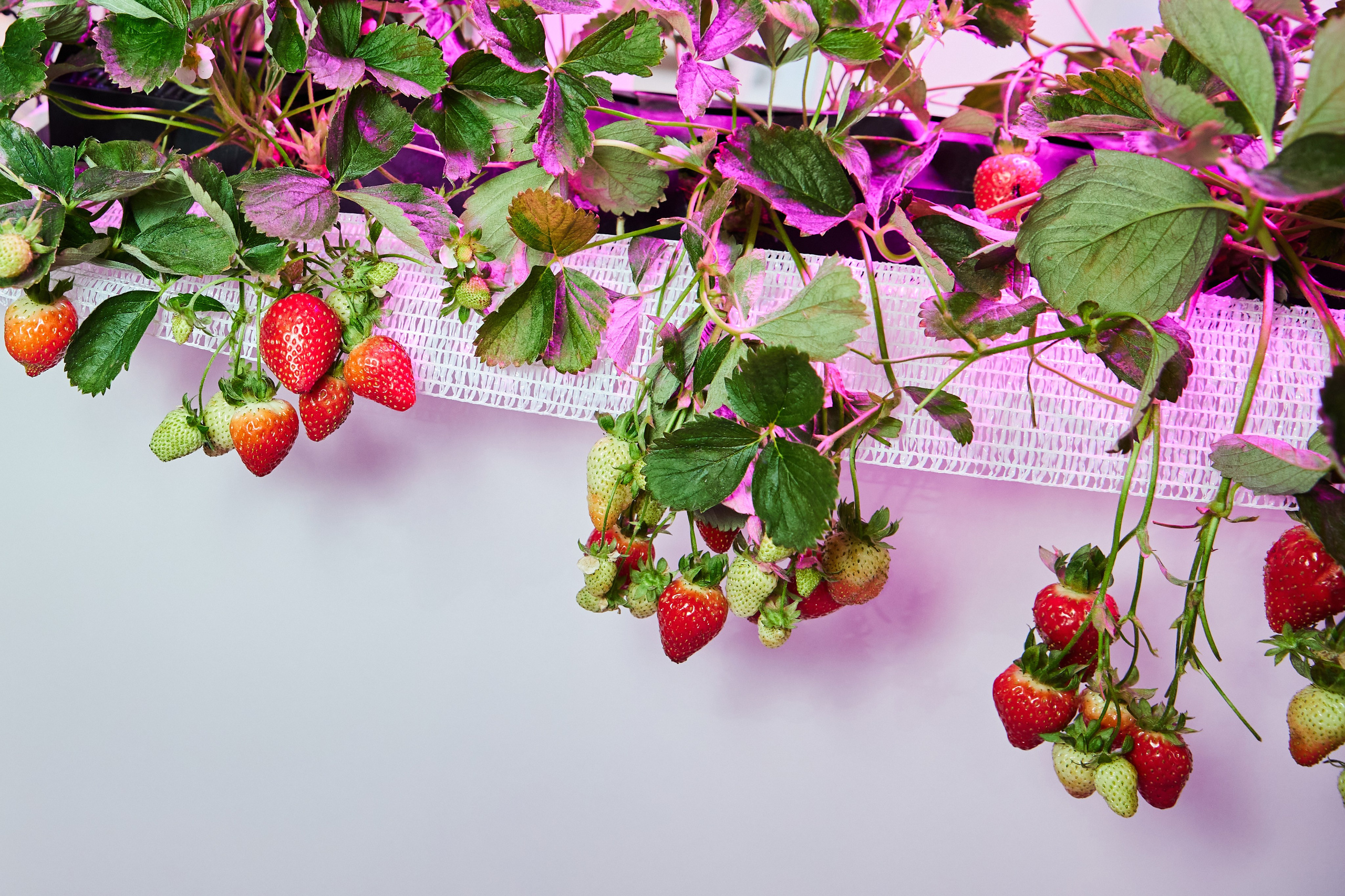 35. Фотограф Недорез Александр в Москве. Репортаж на ваших мероприятиях