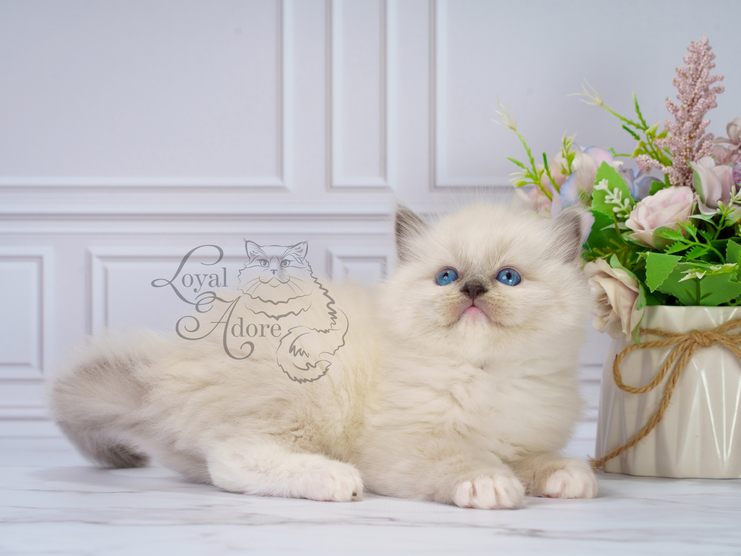 Котята рэгдолл от Loyal Adore. Питомник рэгдолл Loyal Adore