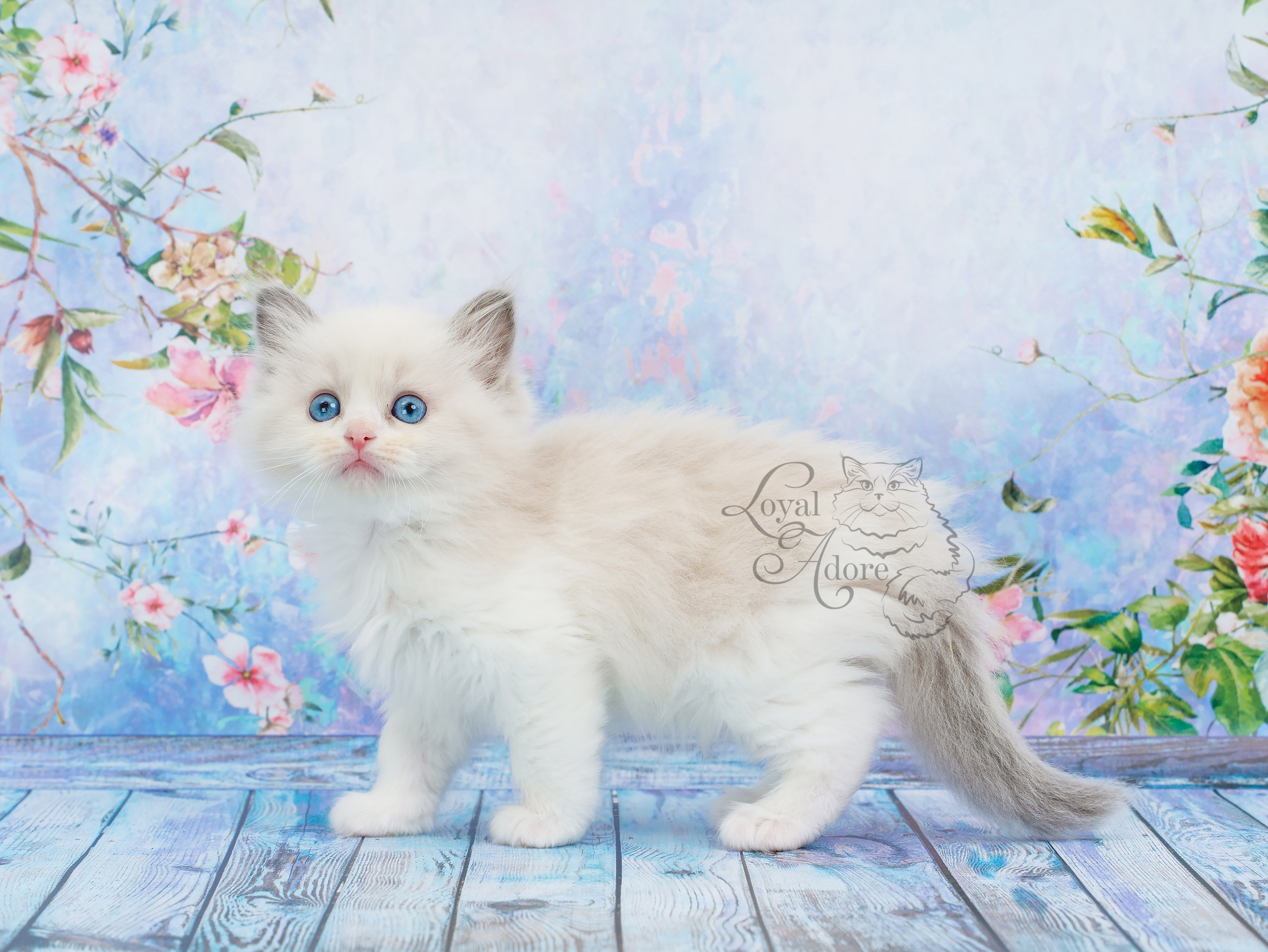 Котята рэгдолл от Loyal Adore. Питомник рэгдолл Loyal Adore