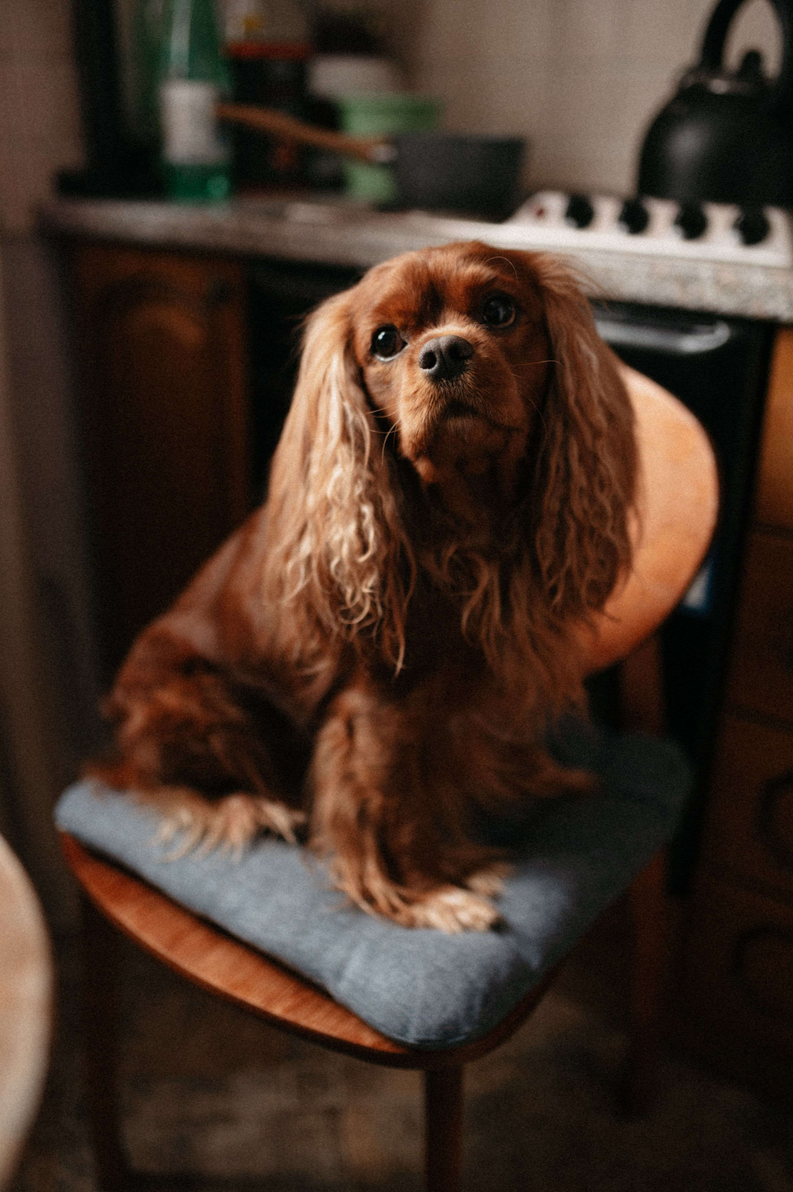 Оля и её меховая банда. Фотограф анималист в Москве Ольга Агушева