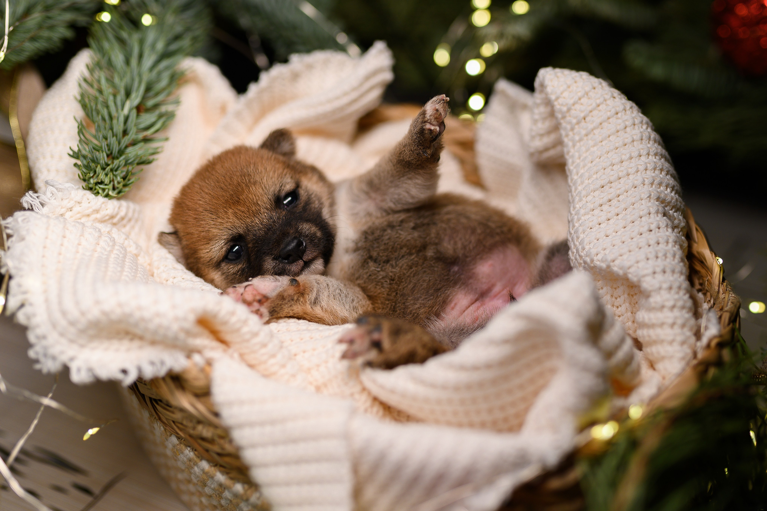 Мамесиба. Фотограф анималист в Москве Ольга Агушева