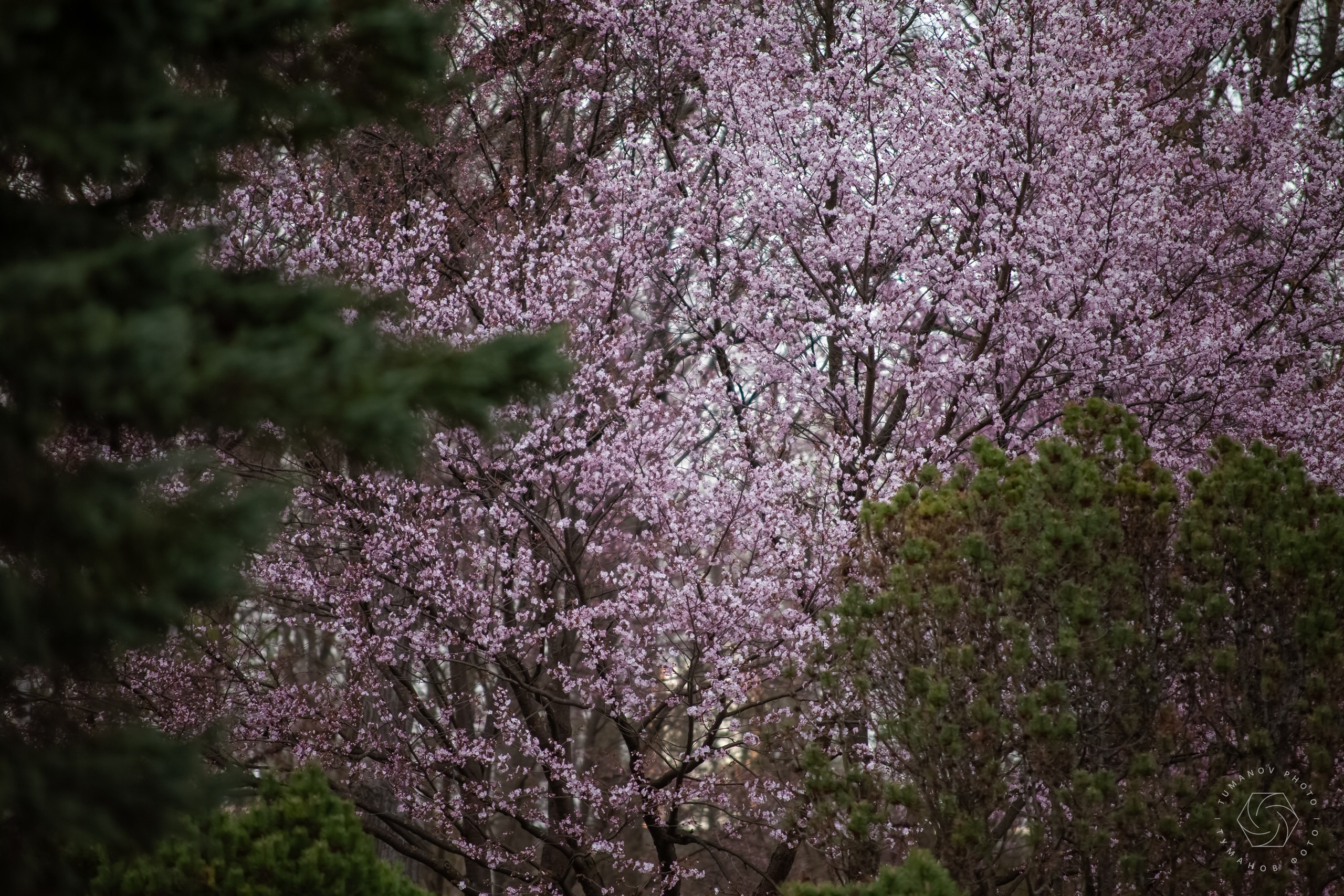 Первые дни ханами в Японском саду, который находится в Ботаническом саду им. Н. В. Цицина. Туманов Виталий — фотограф Москва