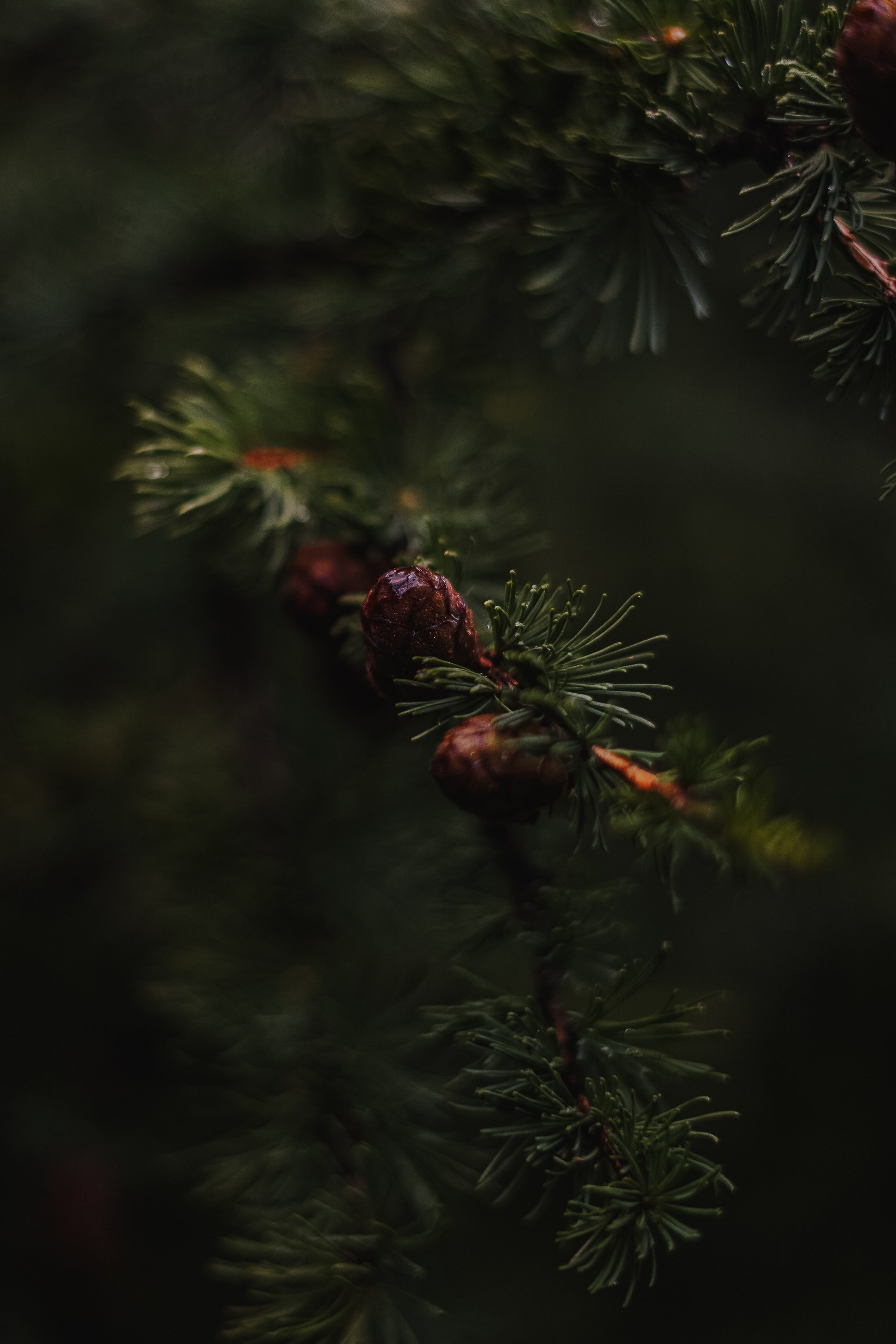 Алтай, поход к Белухе 2023. Фотограф Ольга Пучкова