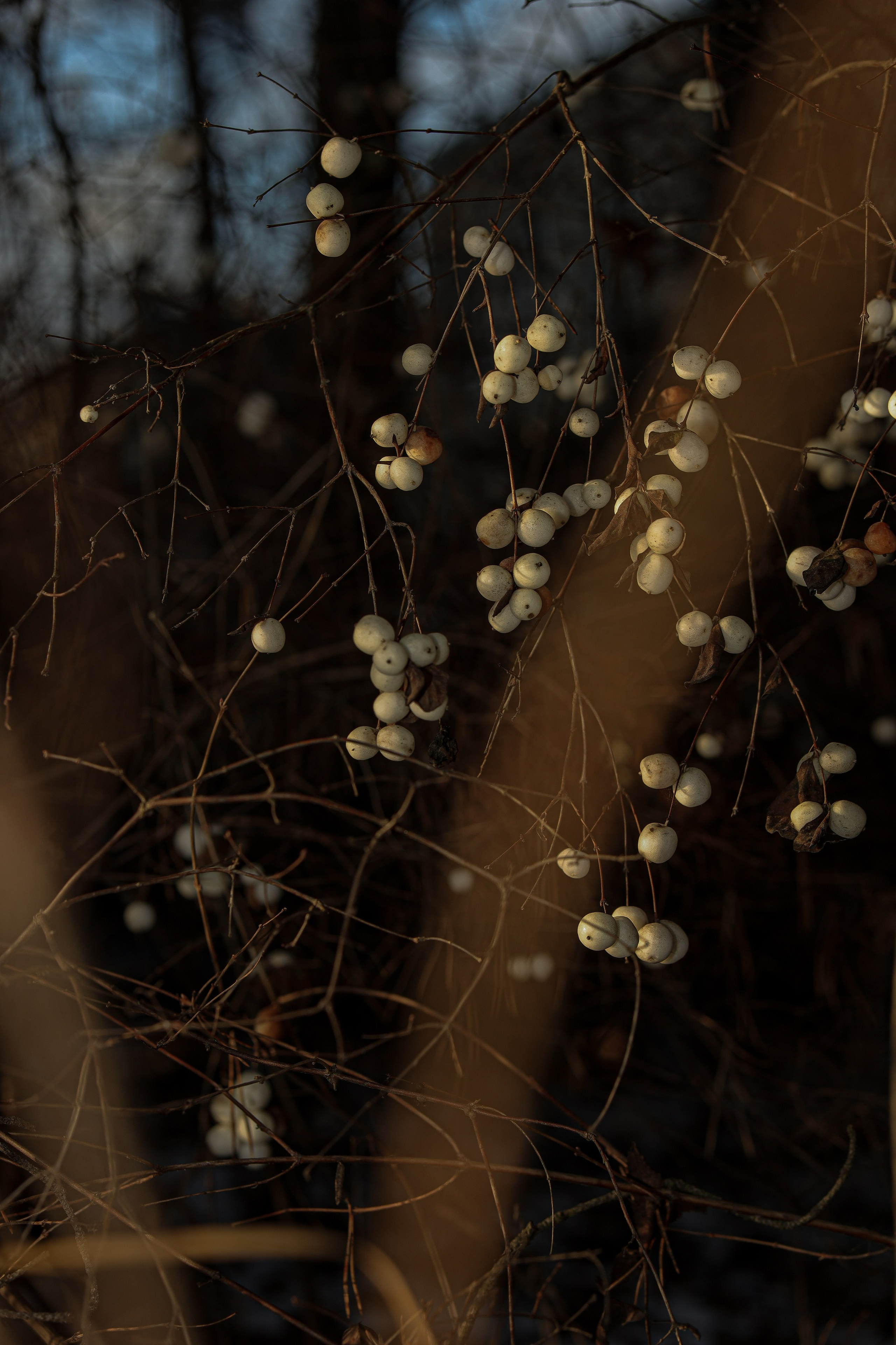 Природа &. Фотохудожник в СПб