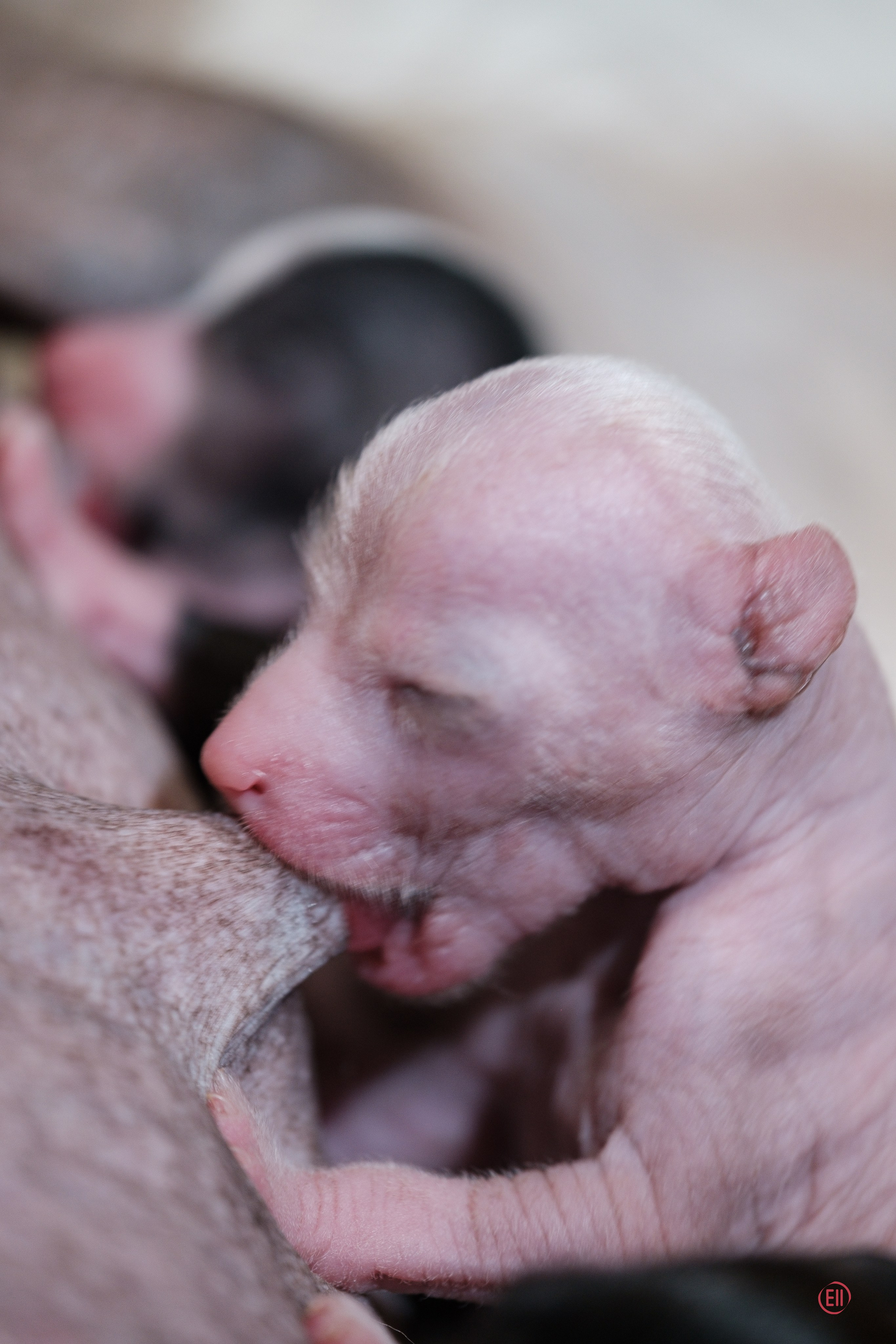 4-й день. Poale Ell Dora