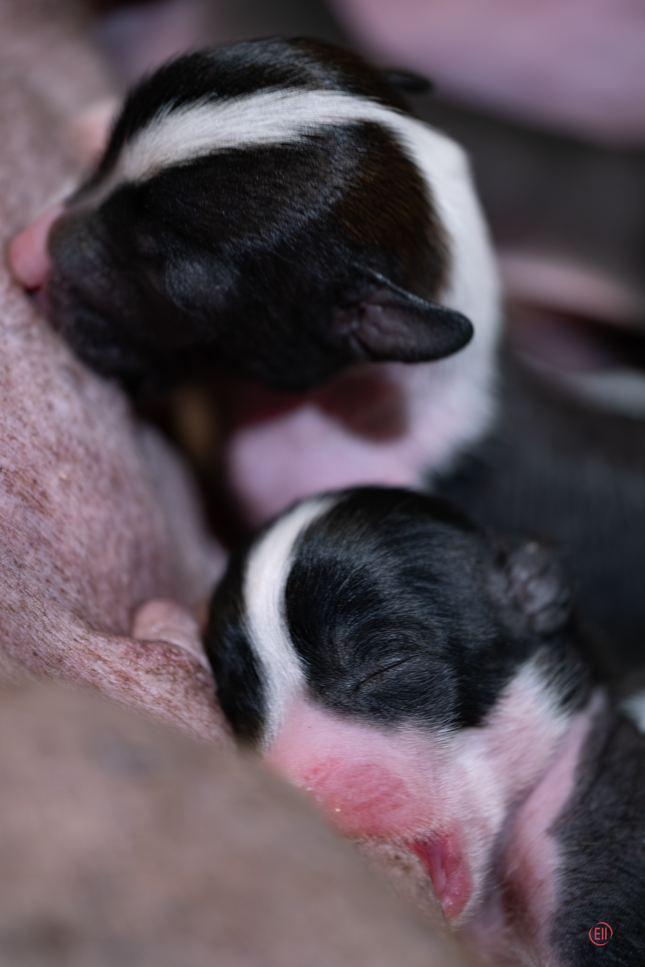 4-й день. Poale Ell Deniz и Poale Ell Dasha