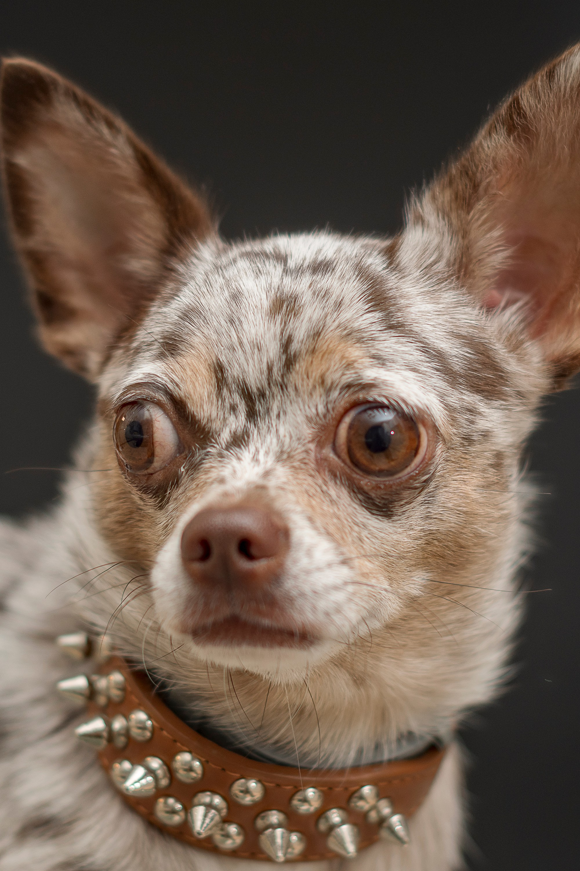 Животные. Фотограф в Москве Демьян Лопатов