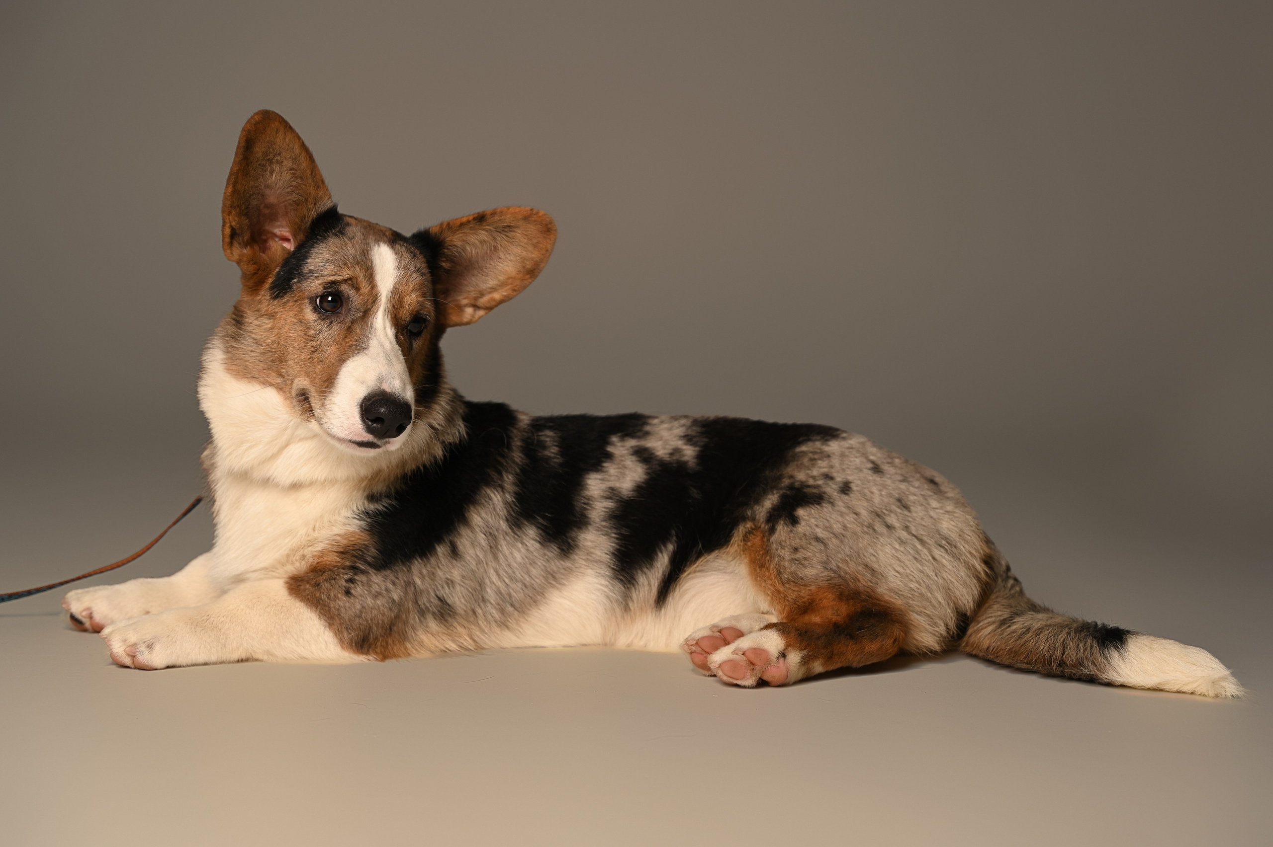 Корги. Фотограф Темрюк Анастасия Фёдорова