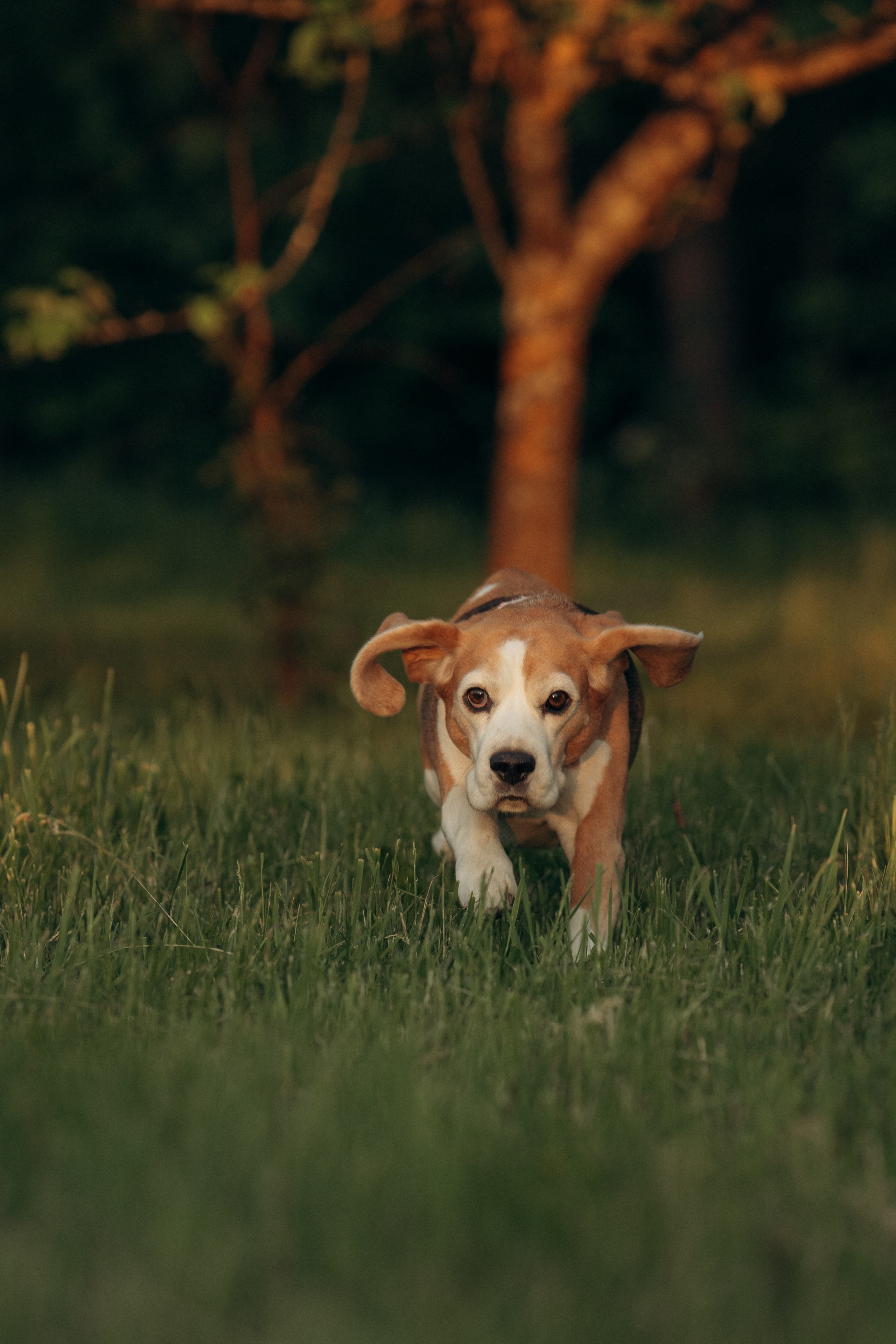 Кристина и Нора. На закате дня. Фотограф анималист в Казани Алина Сулейманова. Фотограф животных