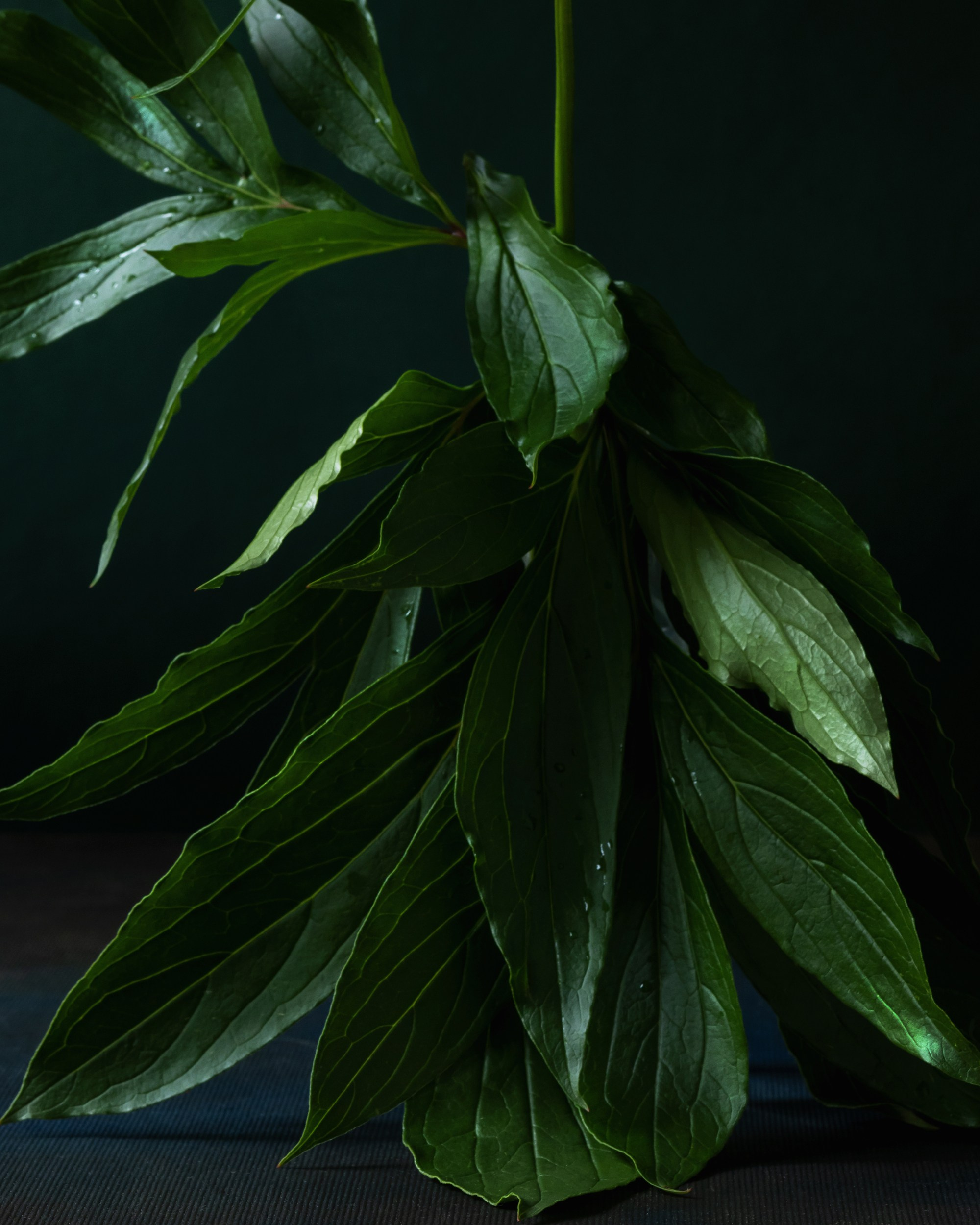 Peony Pirouette. Author’s fine art prints with international delivery