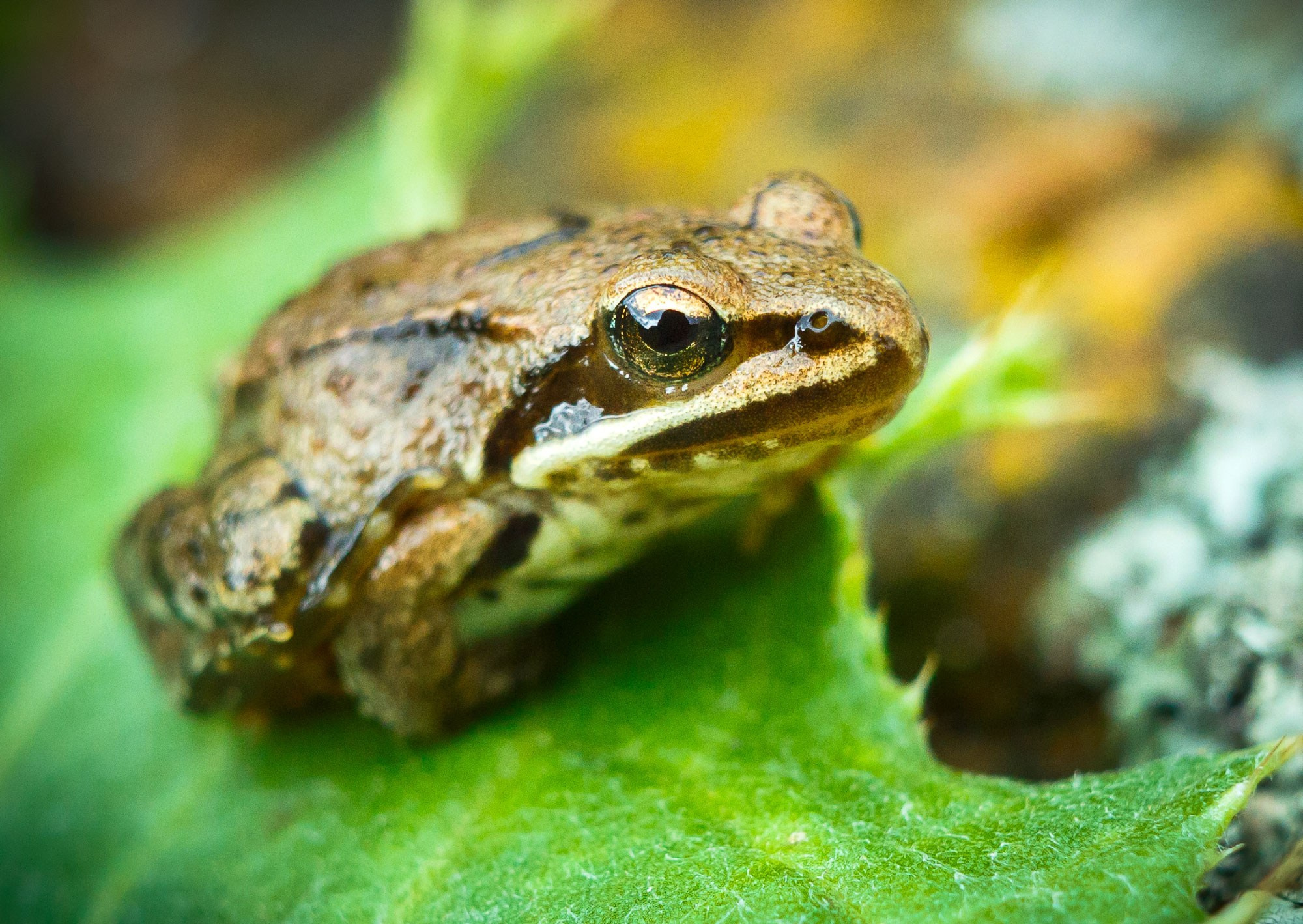 свадебный фотограф Геленджик