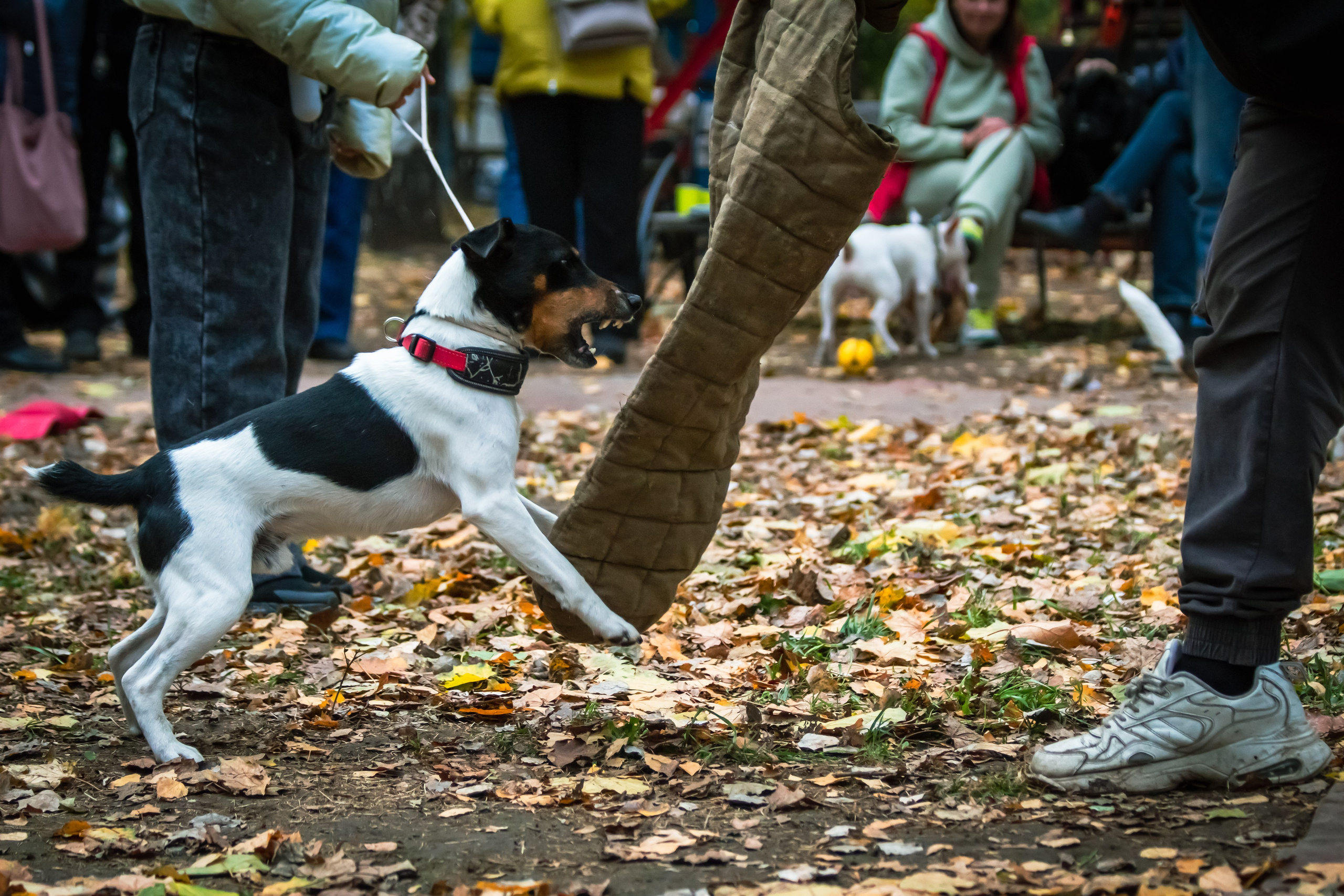 Костюмированный парад собак. Фотограф анималист — Тула, Москва