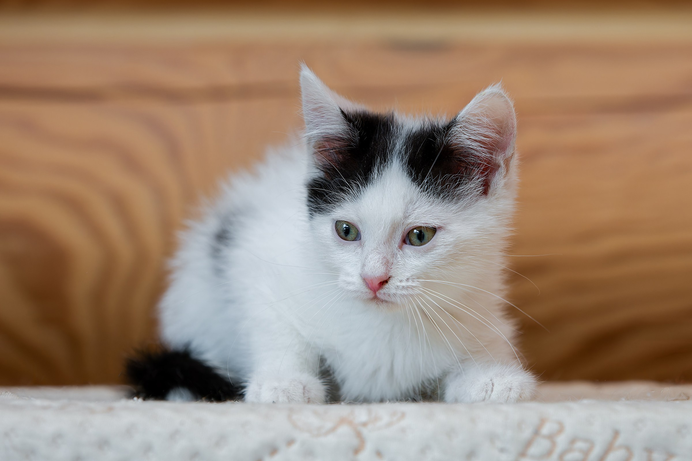 Котята. Irenephoto.ru