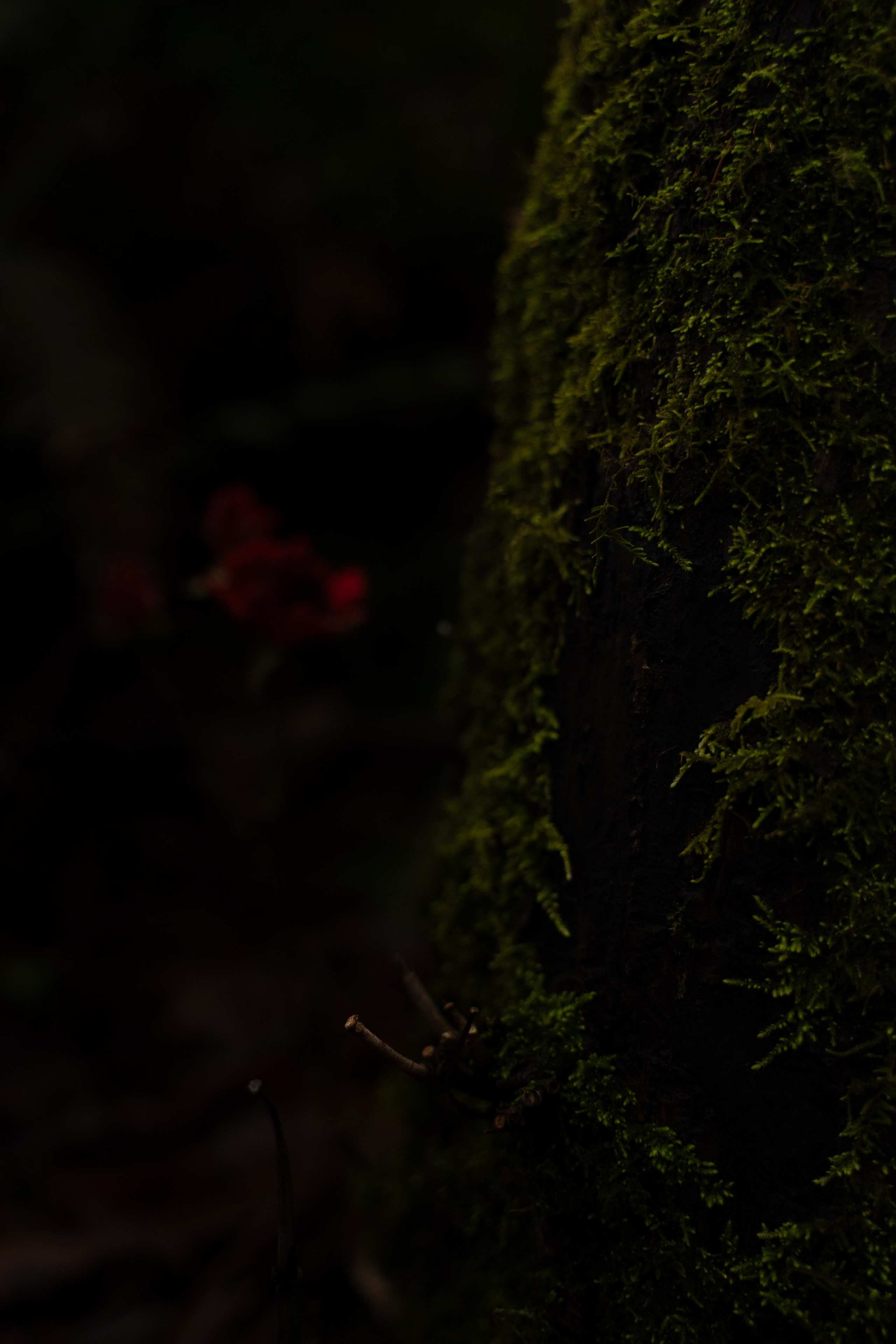A midsummer night’s dream [magic flower]. Wedding & engagement photographer in Seattle, WA. Tania Maureira