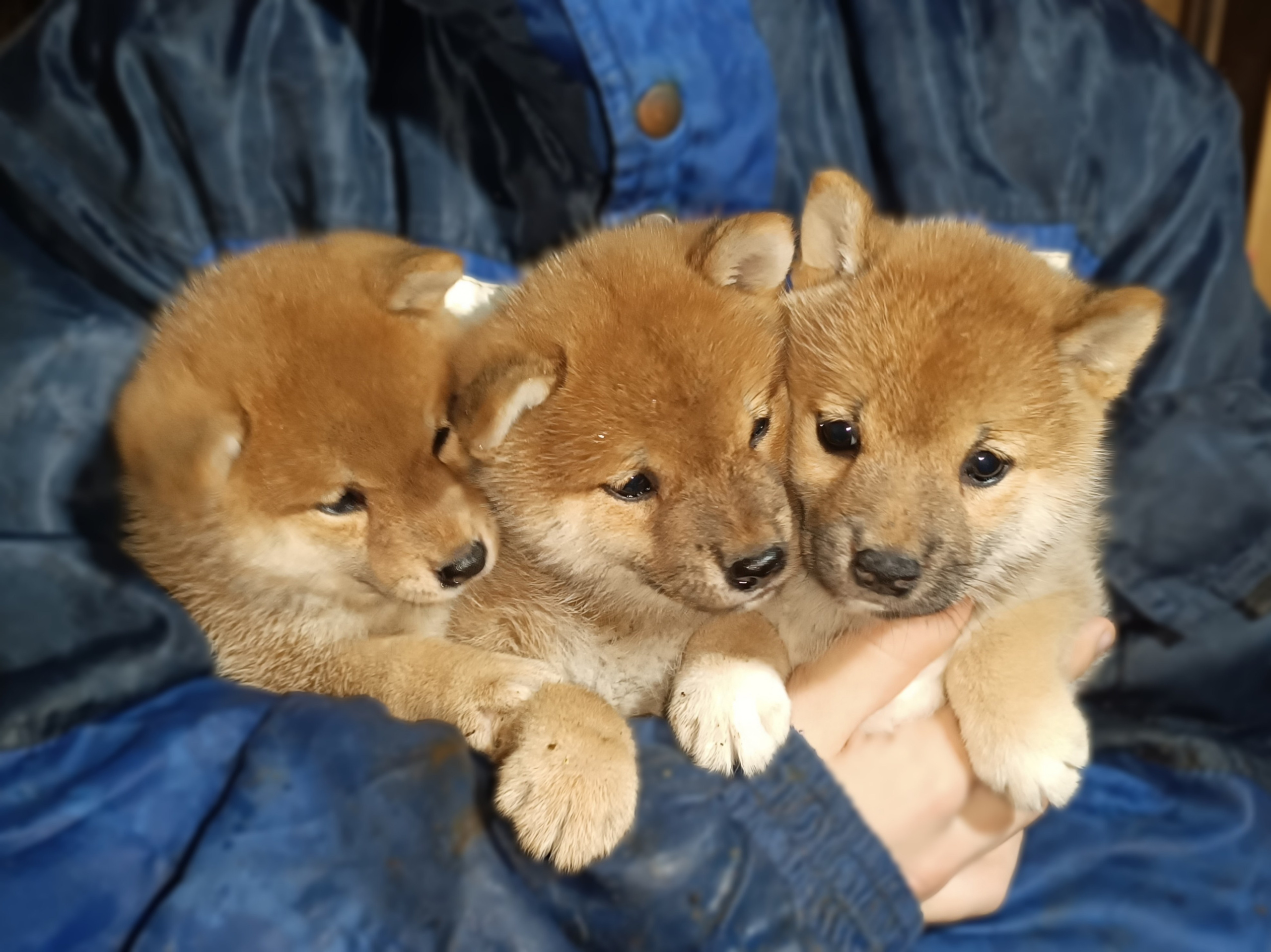 сиба питомник Рубилайт щенки на продажу rubylight  сиба щенки купить СПб Санкт-Петербург 