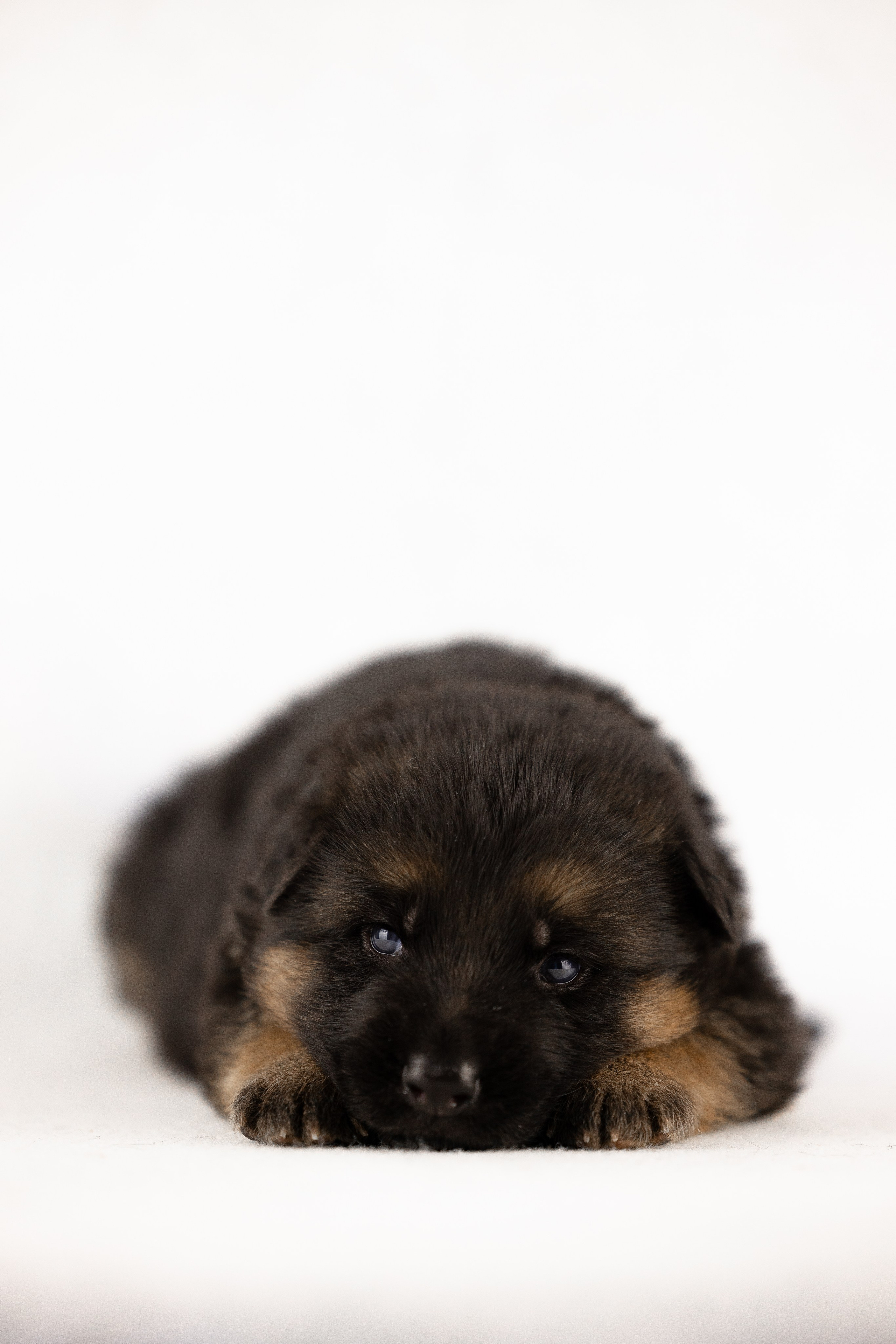 Немецкая овчарка. Фотограф и видеограф анималист Аганина Дарья