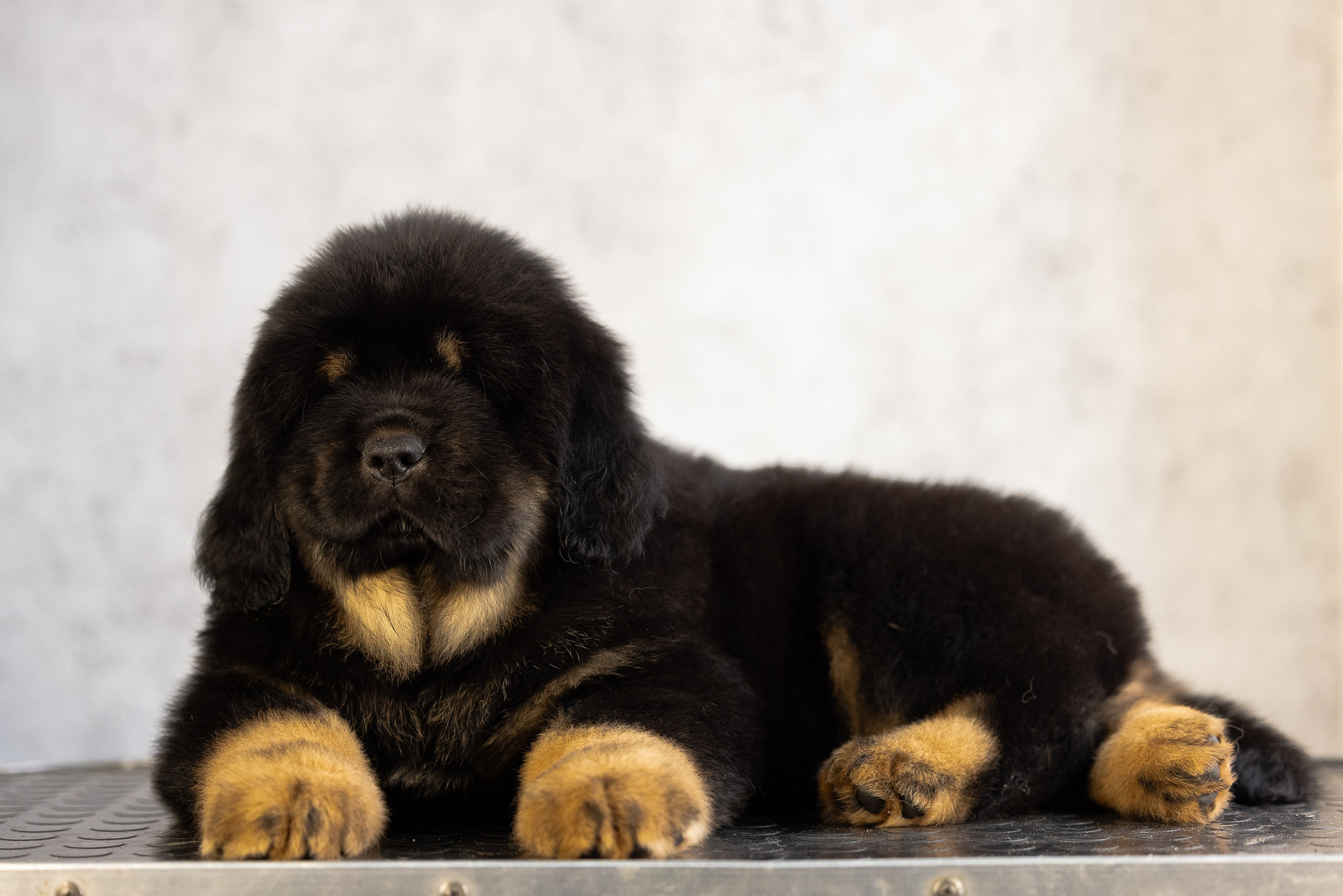 Тибетский мастиф. Фотограф и видеограф анималист Аганина Дарья