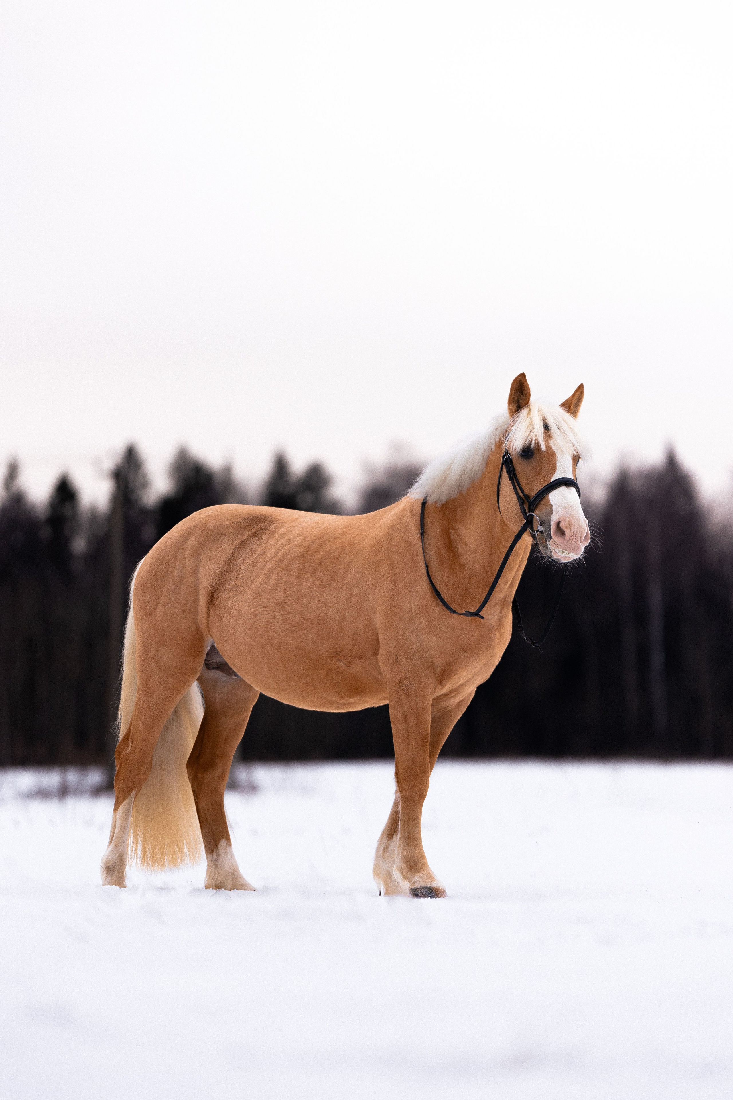 Бейкер. Фотограф и видеограф анималист Аганина Дарья