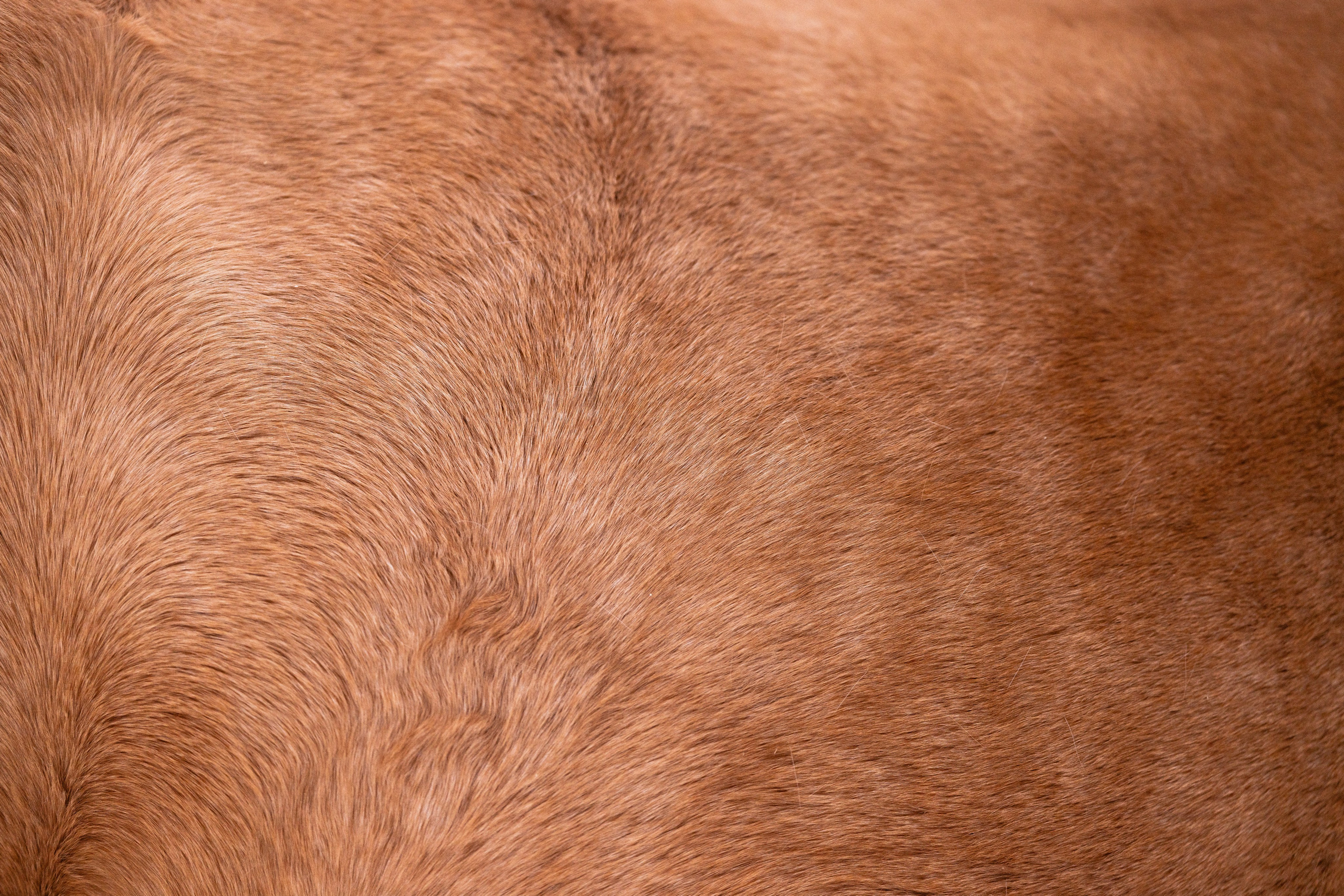 Бейкер. Фотограф и видеограф анималист Аганина Дарья