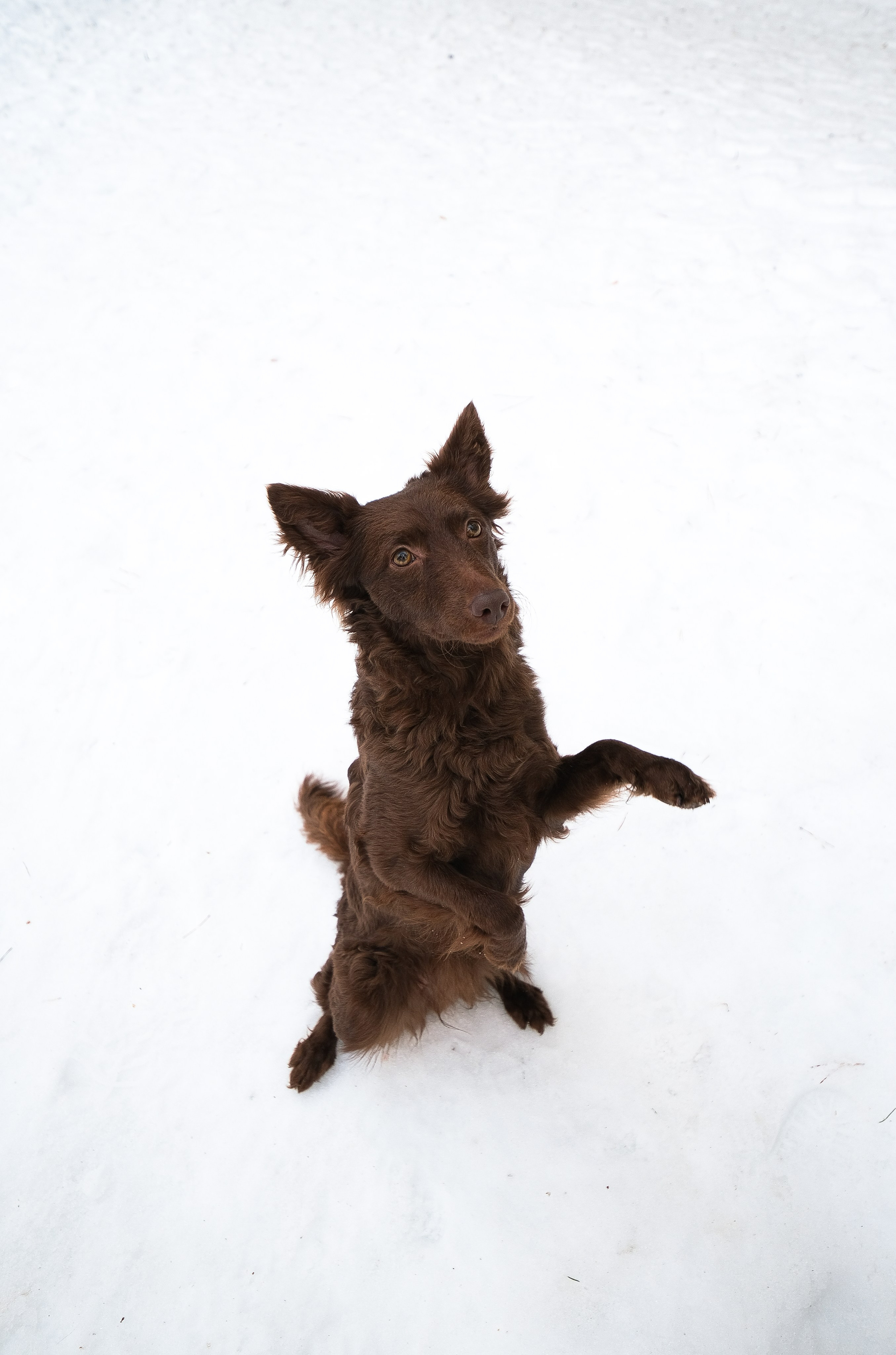 Маша и Одиссея. Фотограф и видеограф анималист Аганина Дарья