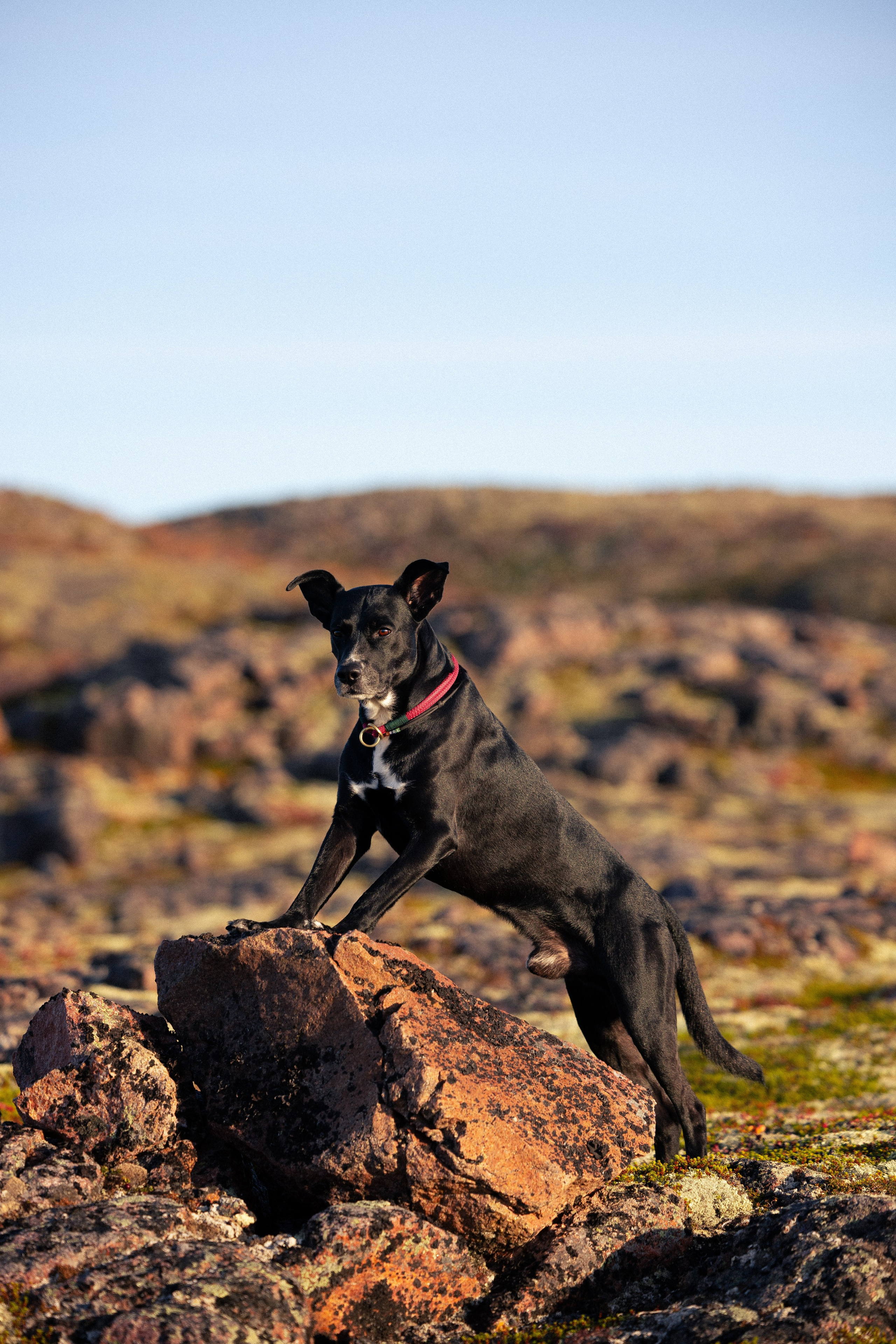Кольский. Фотограф и видеограф анималист Аганина Дарья