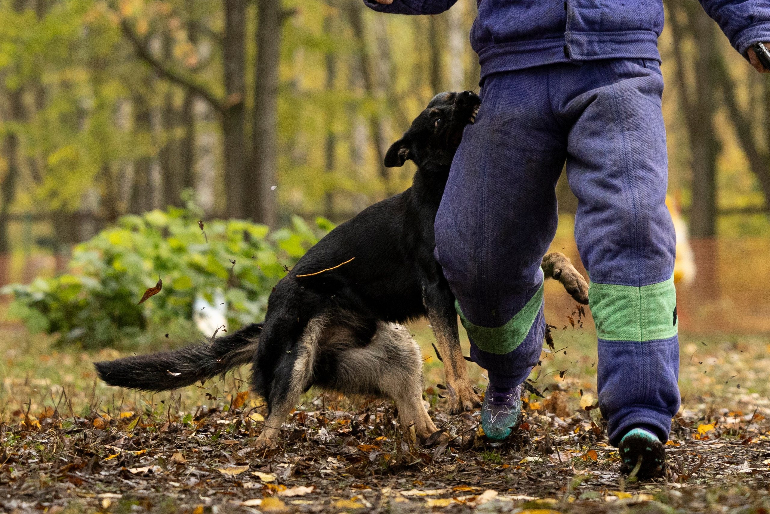 Соревнования по Мондьорингу г. Вологда. Фотограф-анималист Анна Маринич