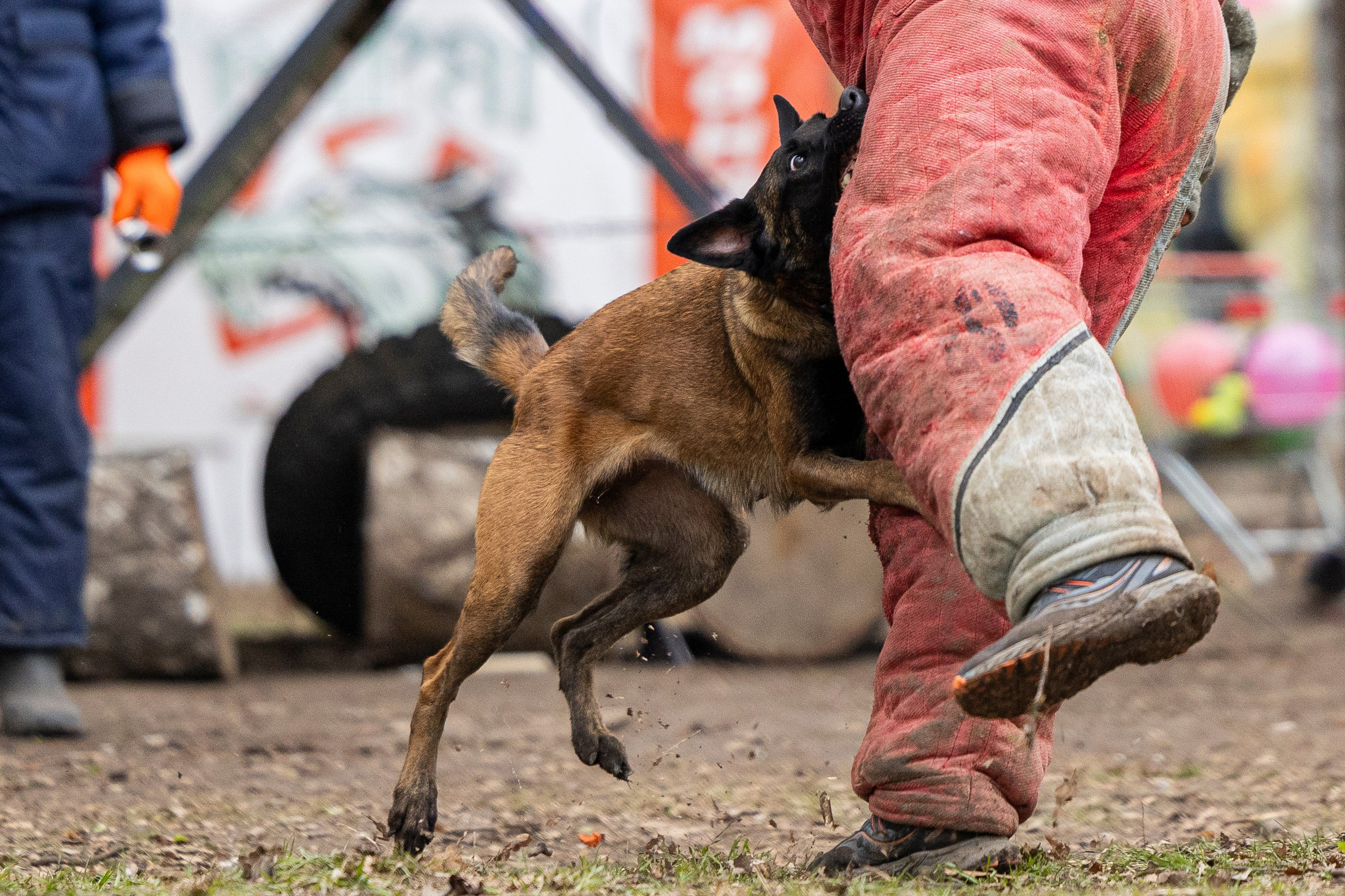 Квалификационные состязания по мондьорингу г. Вологда 11.05.24. Фотограф-анималист Анна Маринич