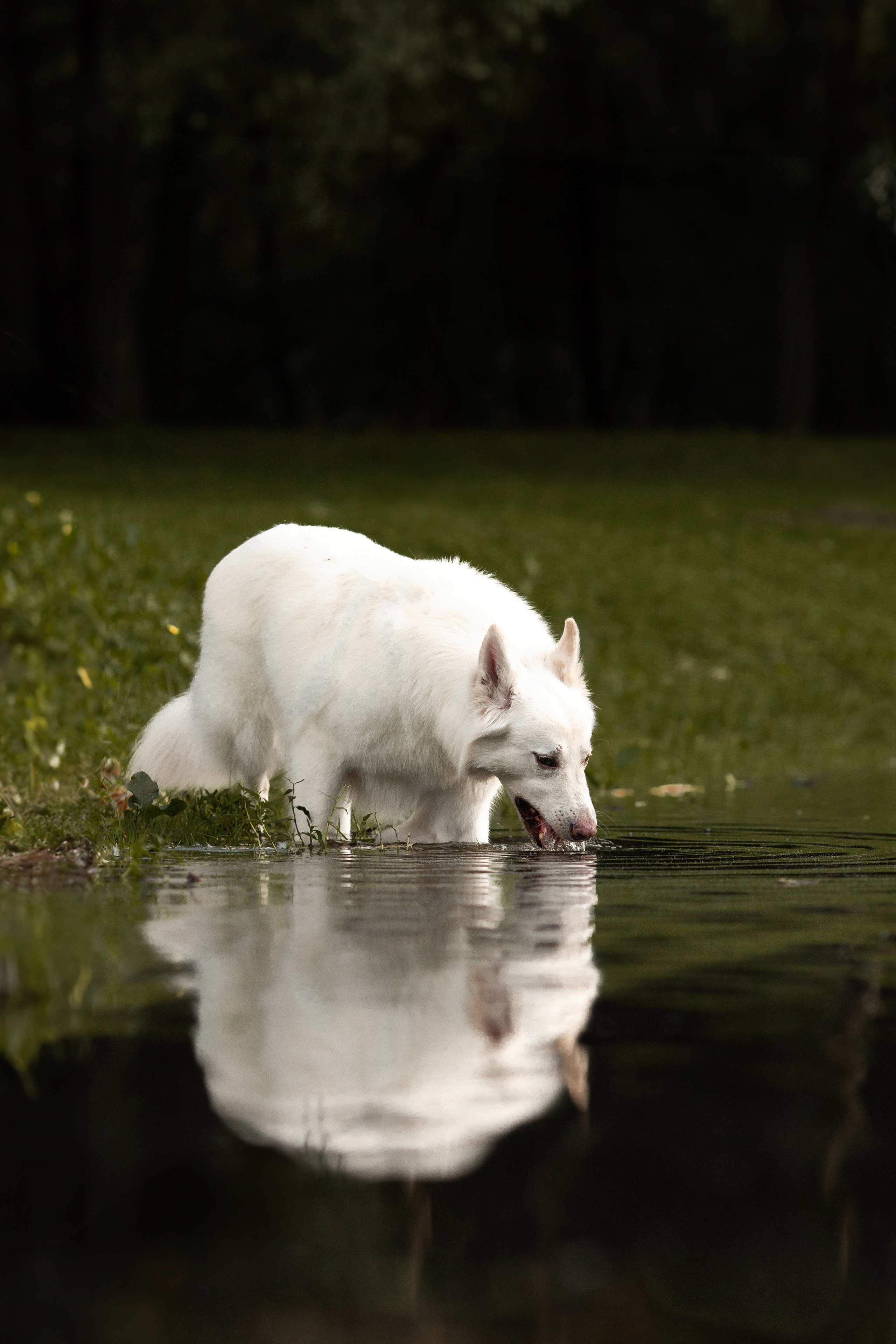 Света, Дима и Басс. Фотограф Анималист в Перми Анастасия Остерман