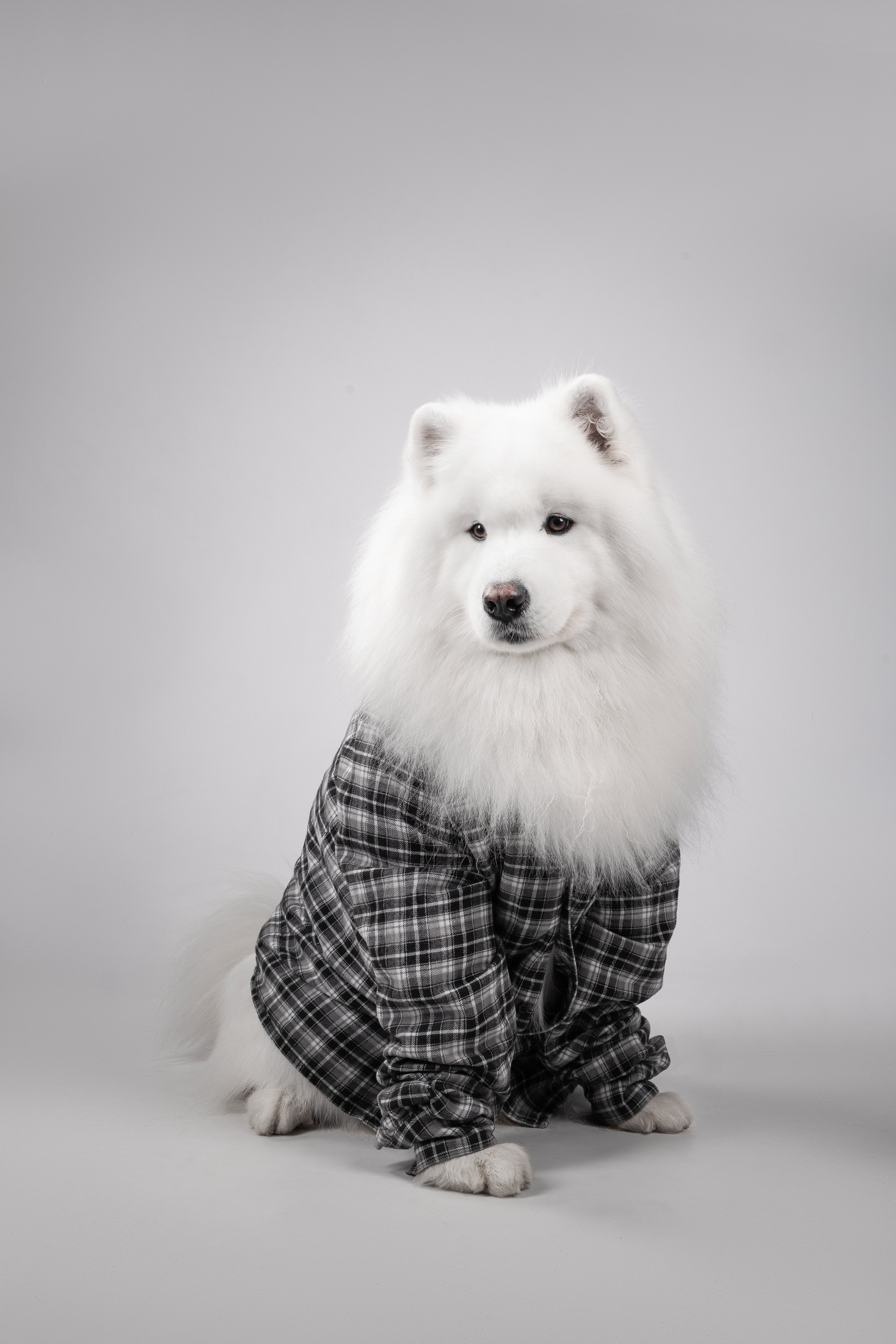 Самоеды в студии. Фотограф анималист в Москве Майорова Евгения