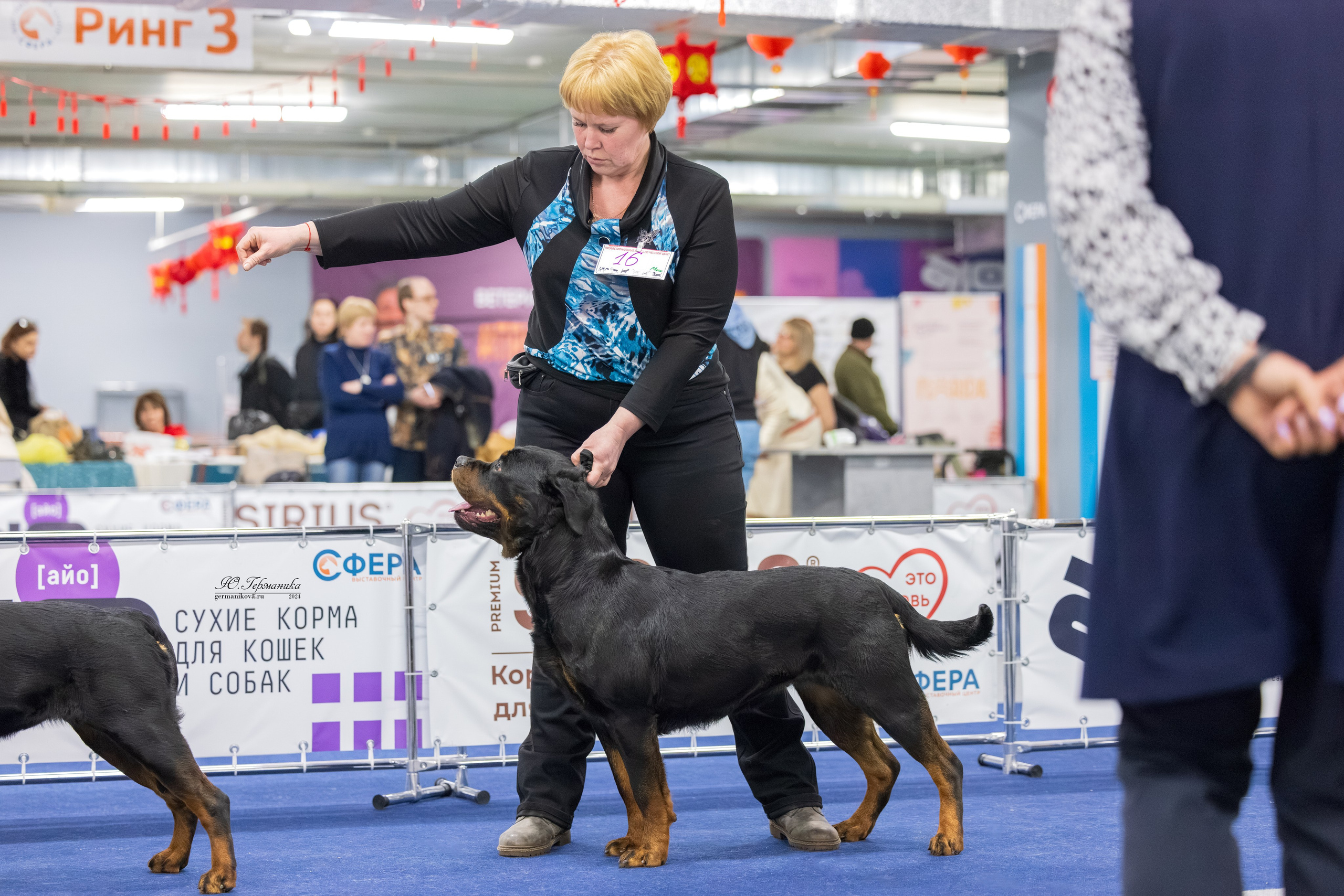 Сфера 08 и 10.03.2024 2хмоно ротвейлеров+2хмоно сао. Фотограф-анималист Юлия Германика