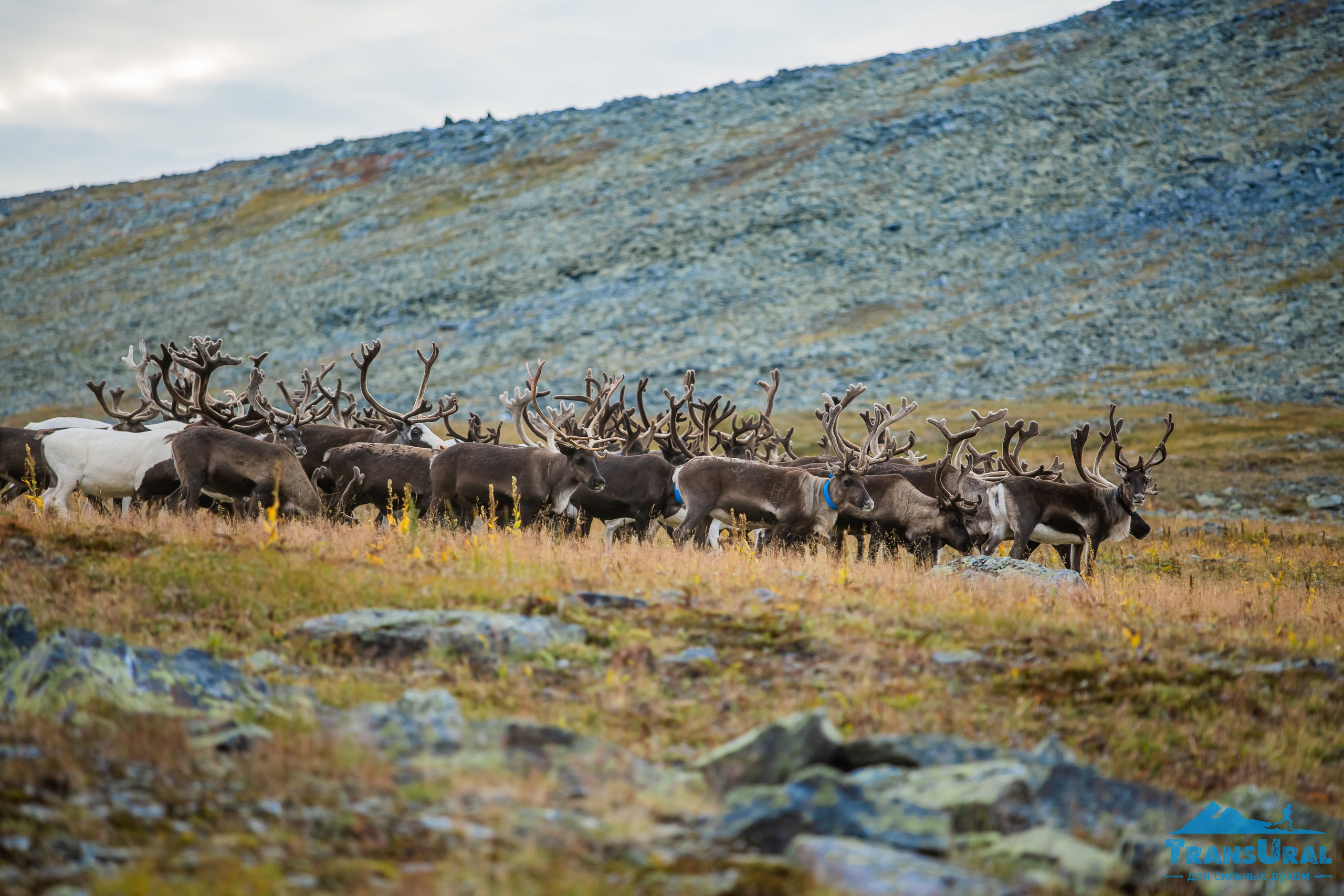 Животные. Авторские туры с профессиональным фотографом