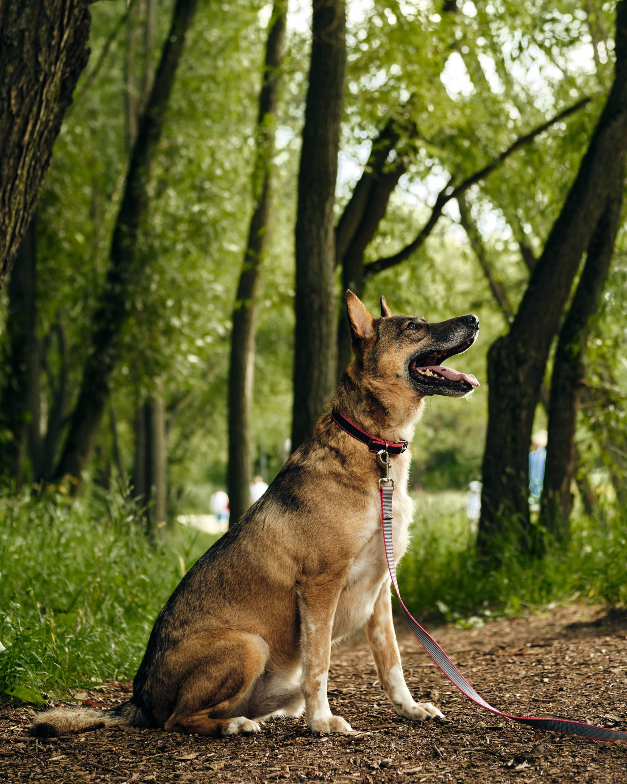 Фотосессия  для паши пса. Профессиональный фотограф в Москве — Максим Дьяконов
