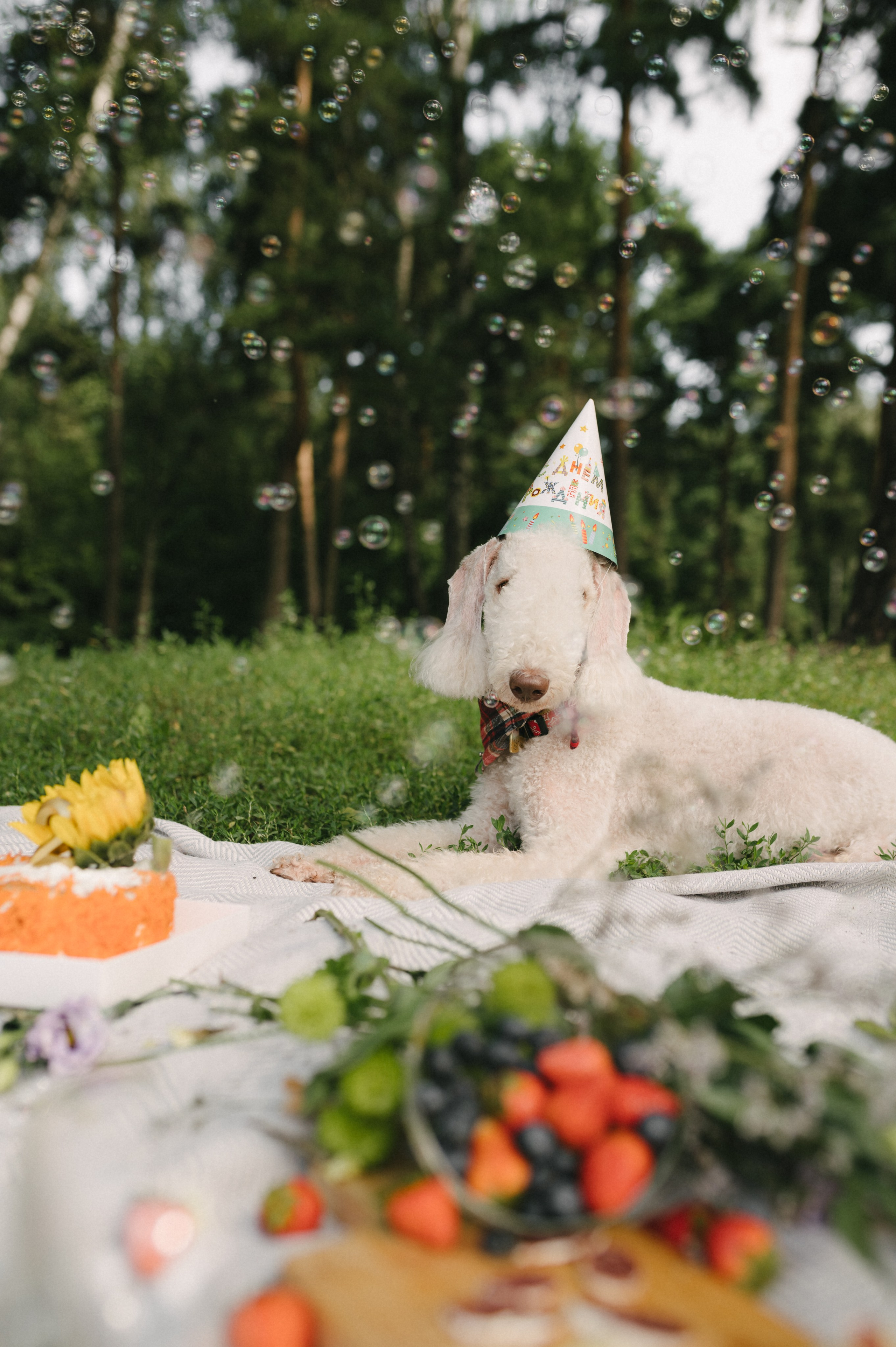 Лиза и Каспер. Фотограф анималист в Москве Ольга Агушева