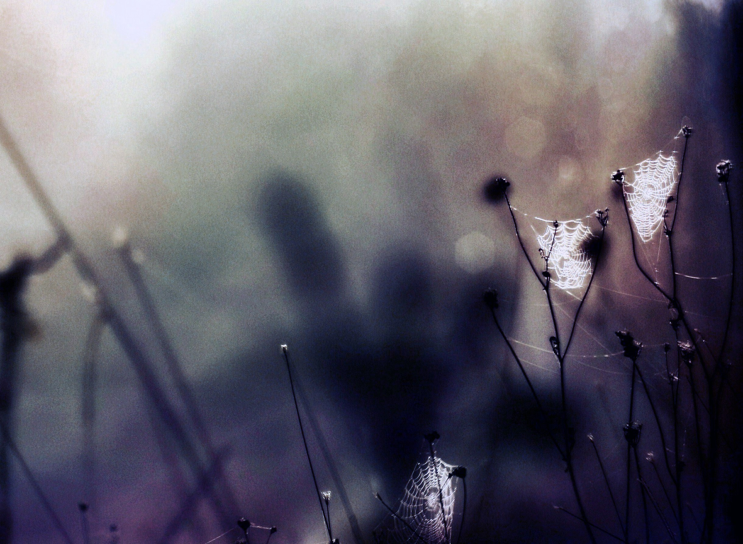 паутина в росе пейзаж фото 