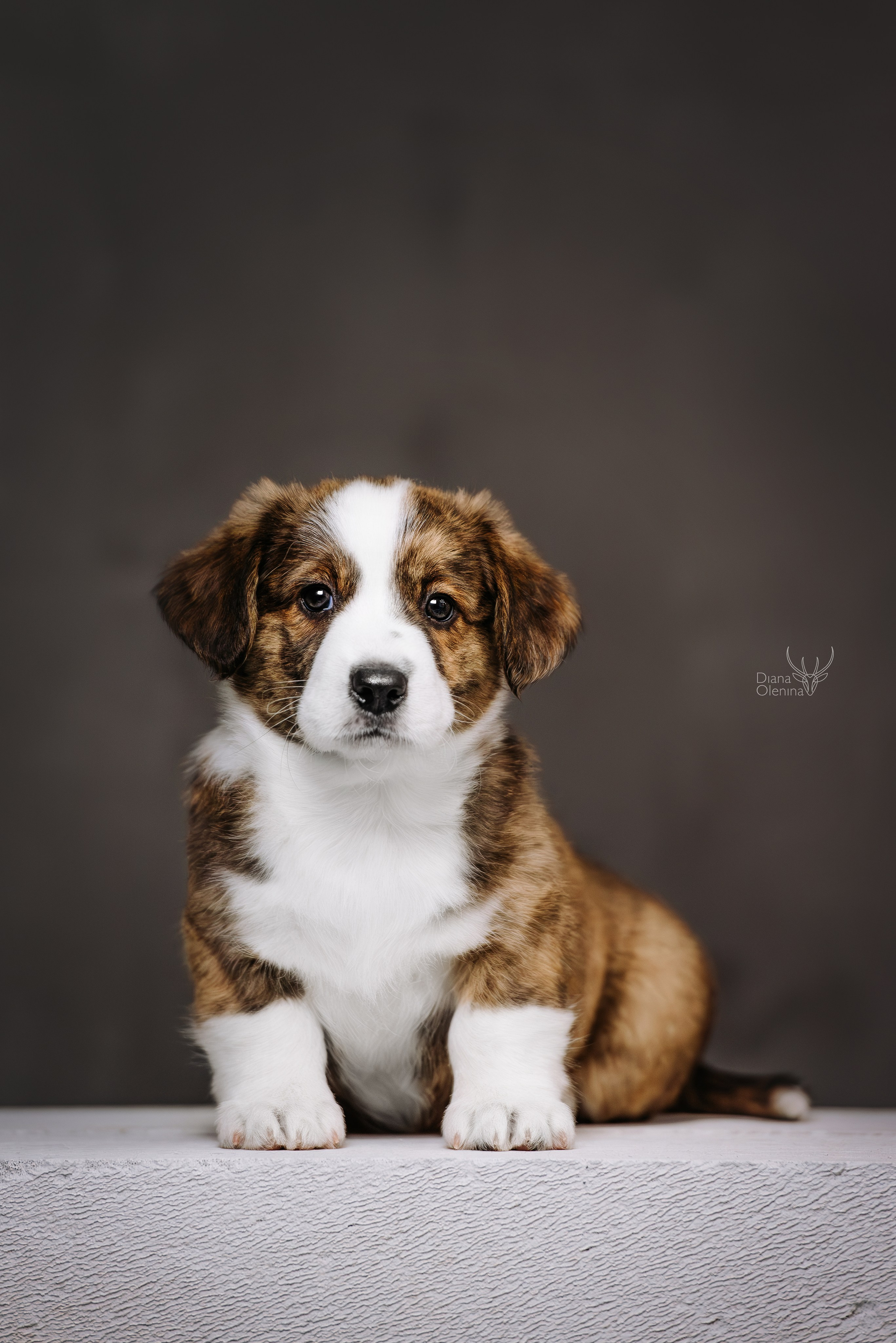 Помет Вельш Корги Кардиган. Фотограф Диана Оленина Красноярск / Братск
