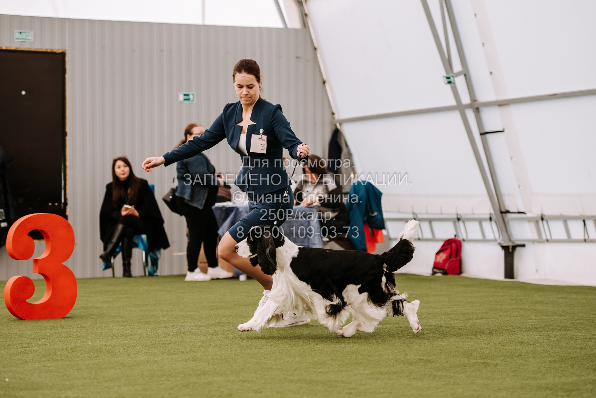 Выставка собак Красноярск 2.06. Фотограф Диана Оленина Красноярск / Братск