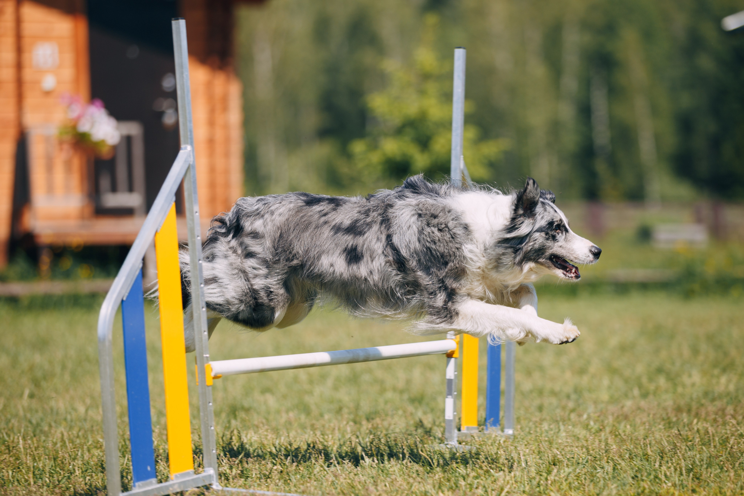 Кинологический лагерь в Горыныче. Фотограф анималист Кристина Карпова, Москва