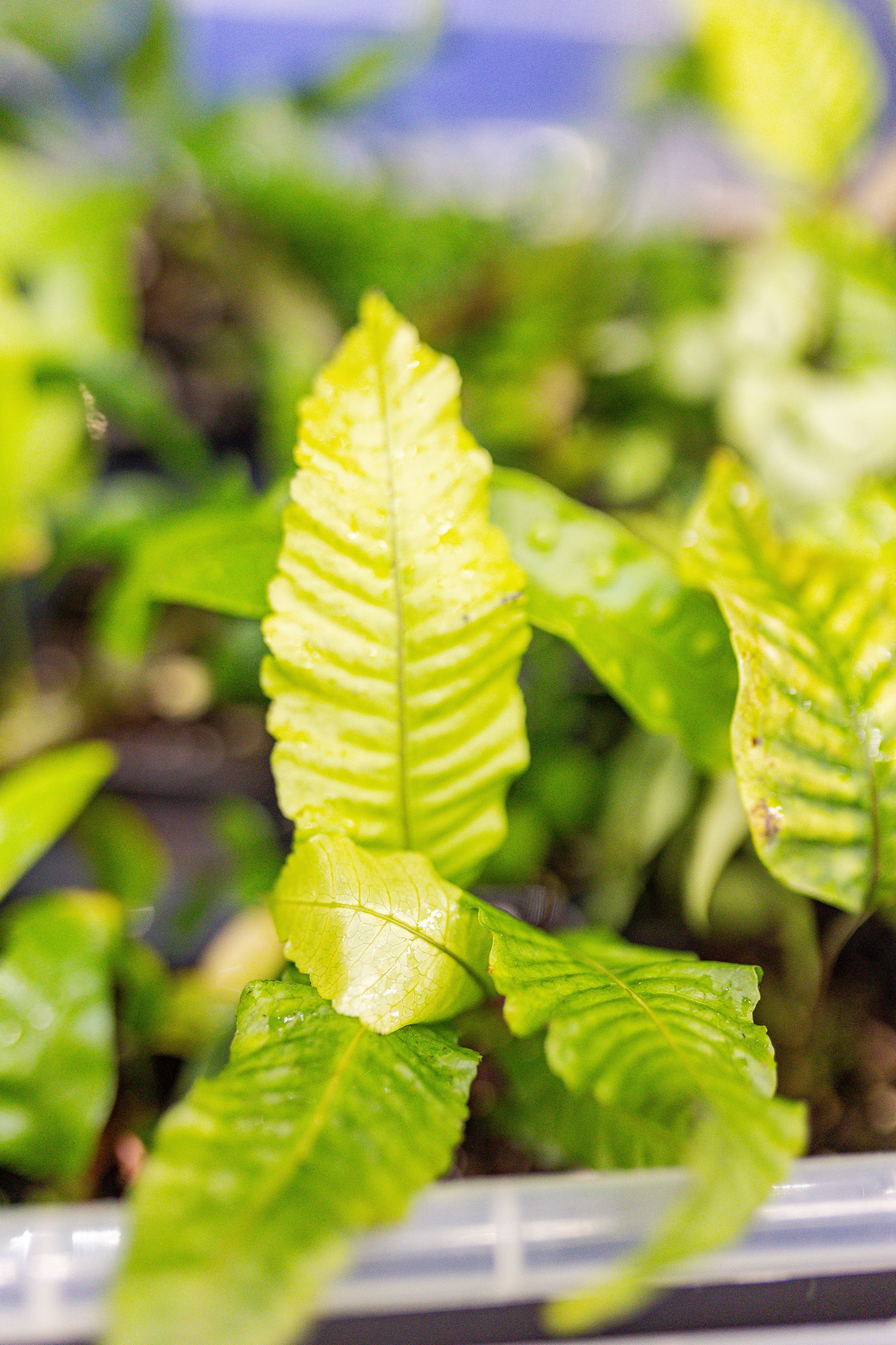 Монстериум апрель 2026. Александра Куликова фотограф, Москва