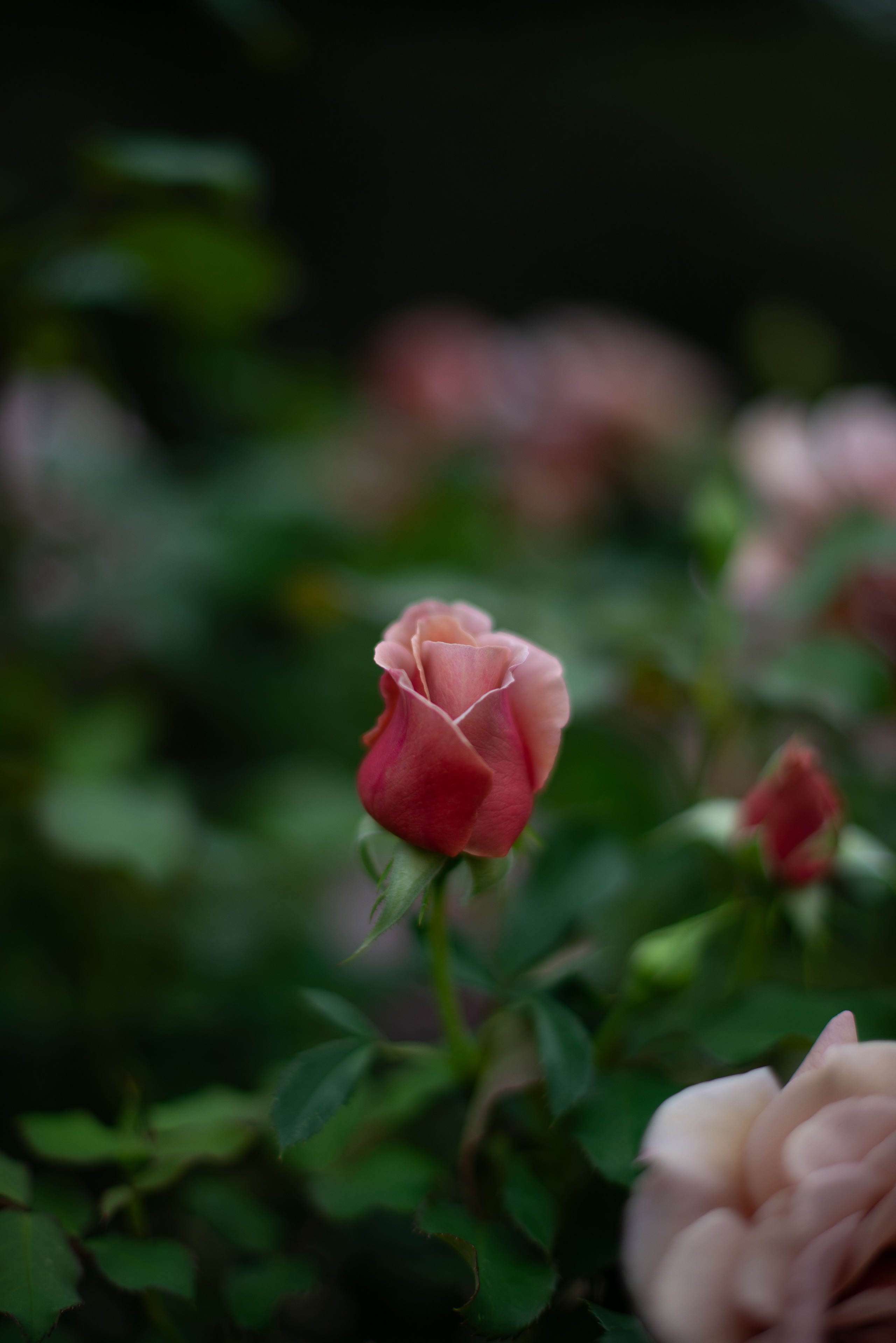 Цветы сада МГУ. Victoria Radjevna Репортажный Фотограф — Видеограф Москва • Санкт-Петербург